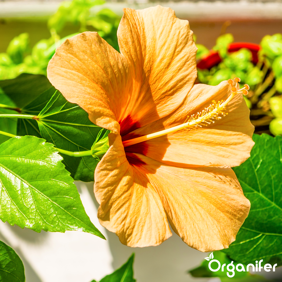 Organifer Garden Hibiscus Liquid Fertiliser