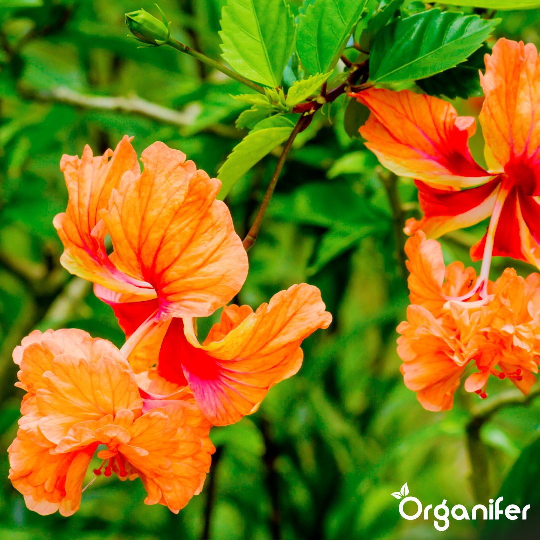 Organifer Garden Hibiscus Liquid Fertiliser