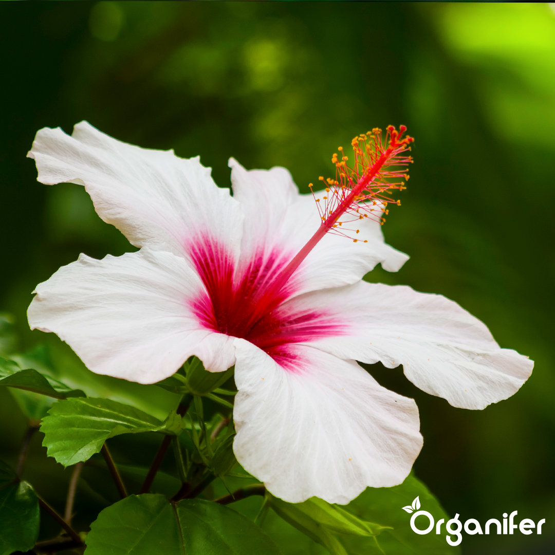 Organifer Garden Hibiscus Liquid Fertiliser
