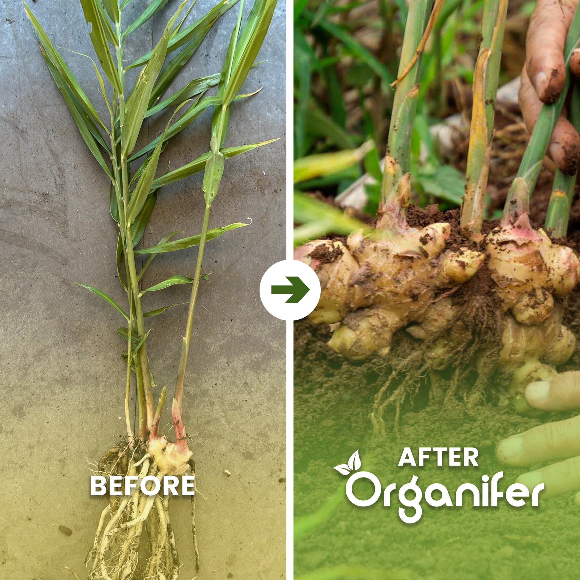 organifer ginger before after