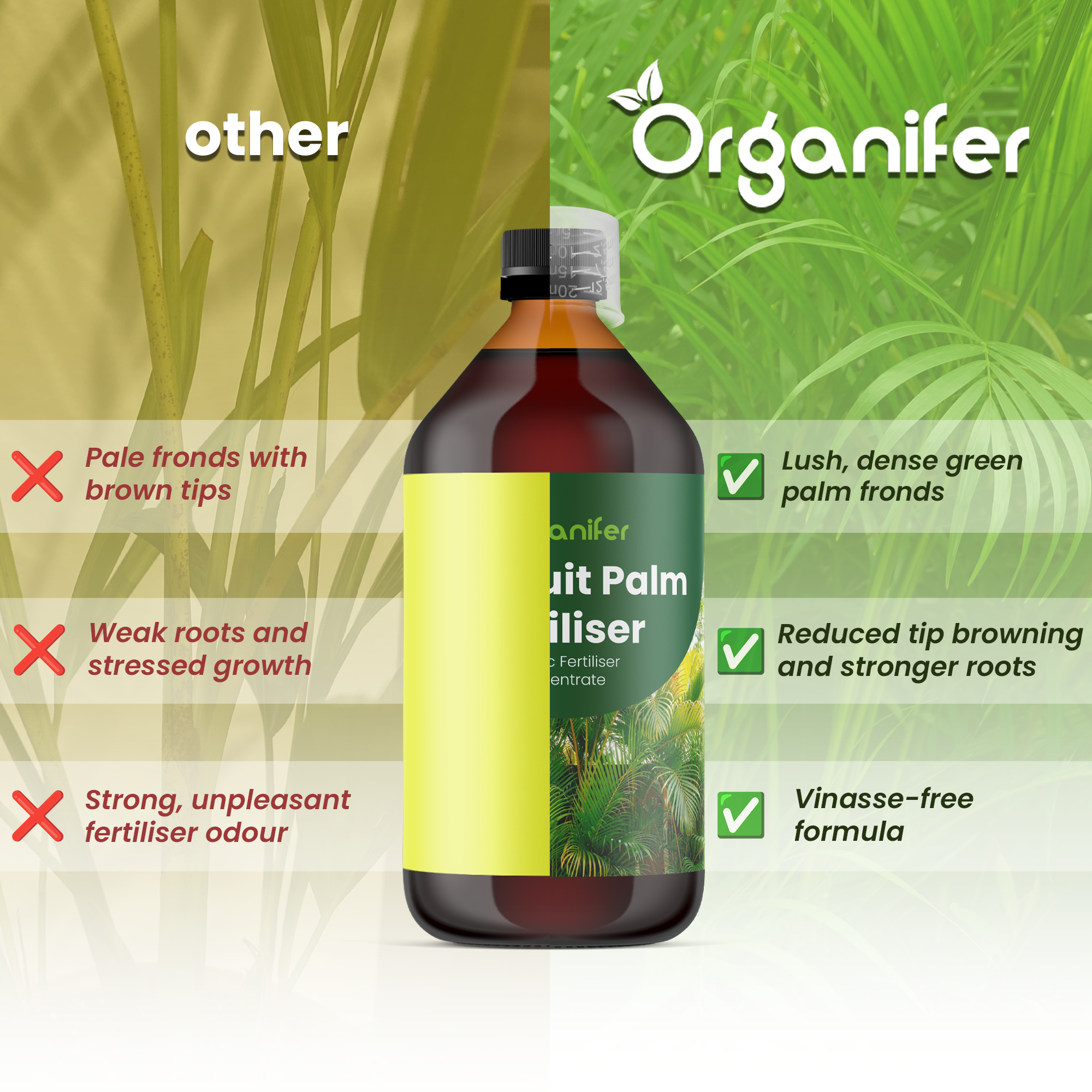 goldfruit palm comparison