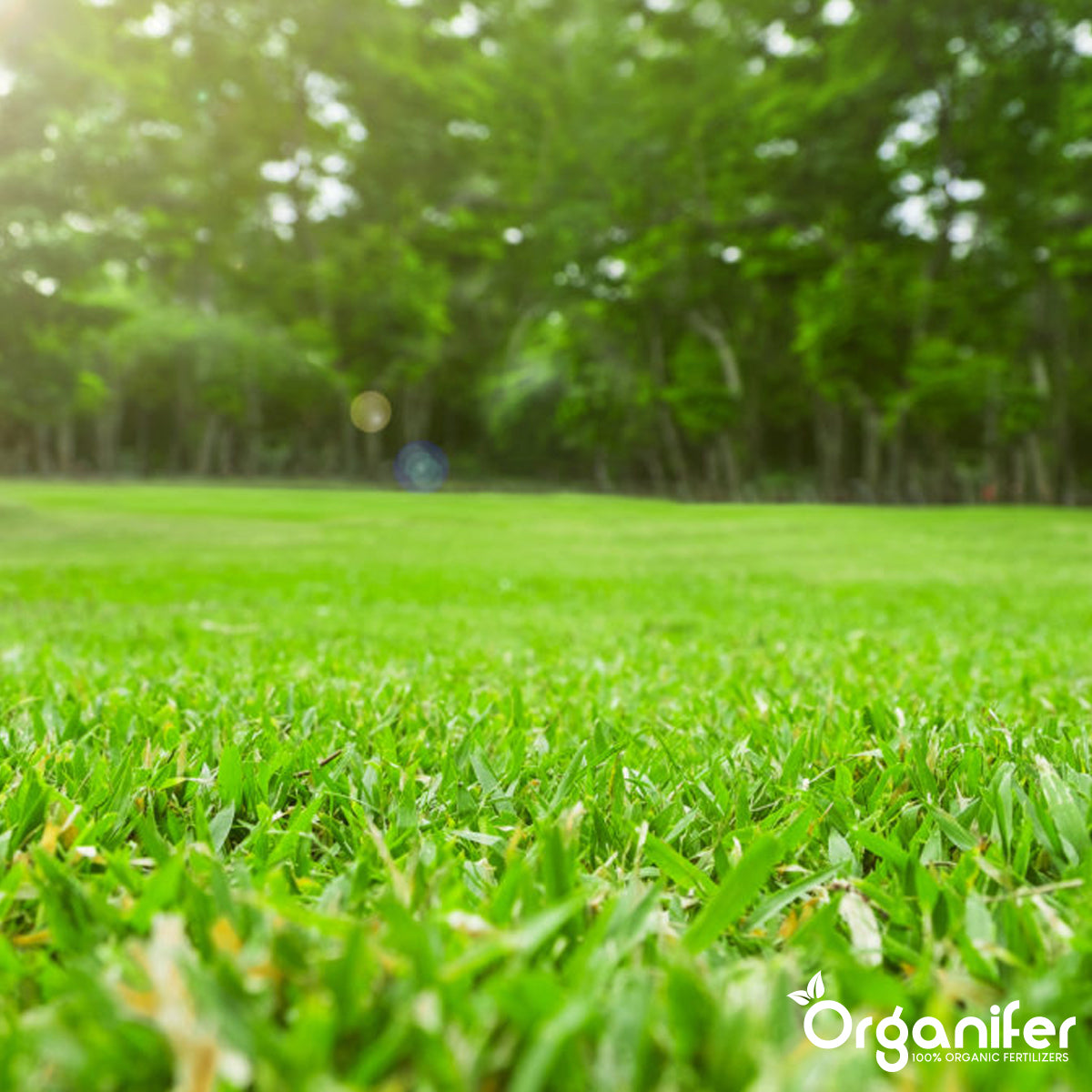 Fertilizante para Césped Todo-en-Uno (10 kg - para 200 m2)