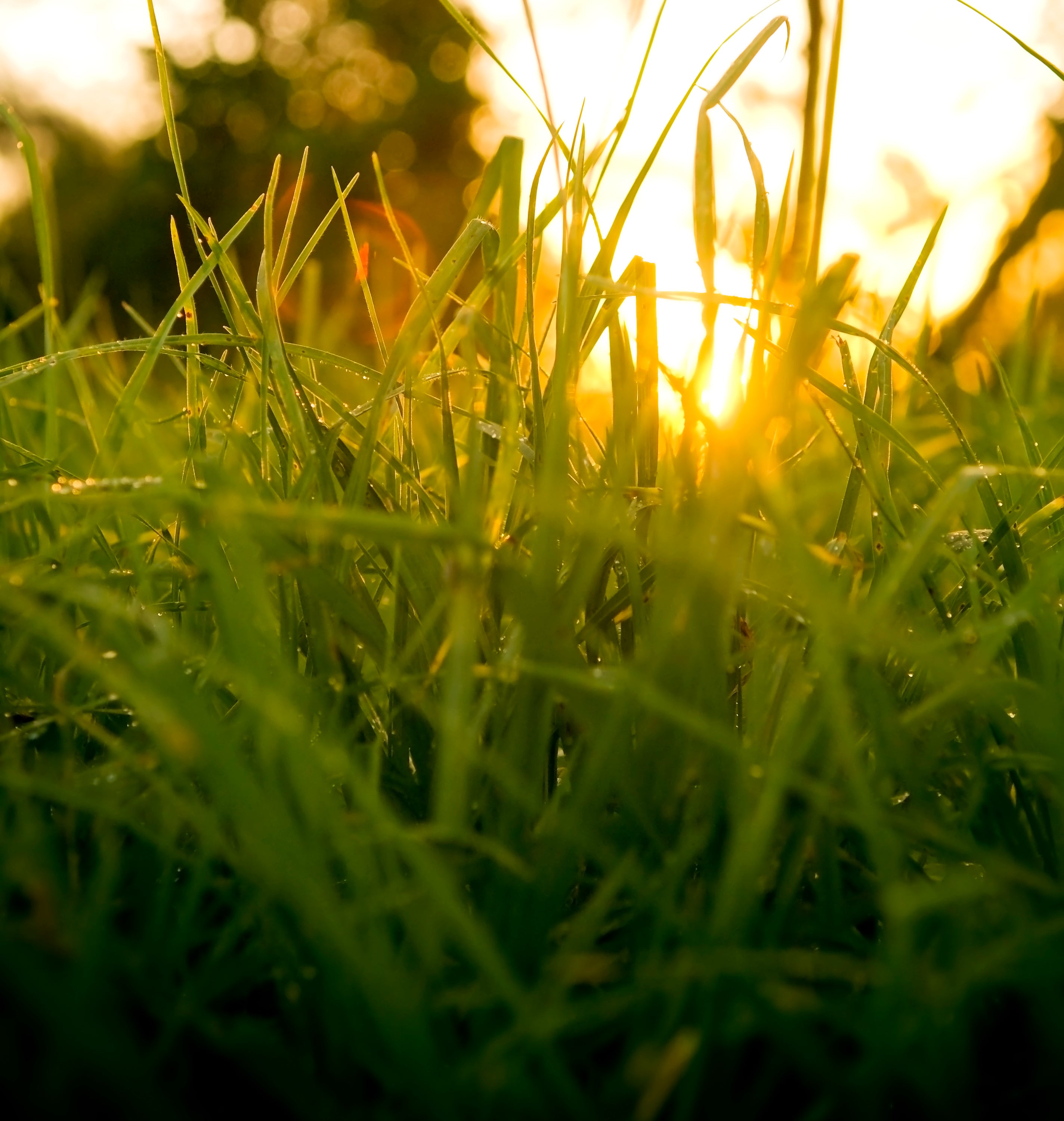 Exceptional Drought & Heat Tolerance