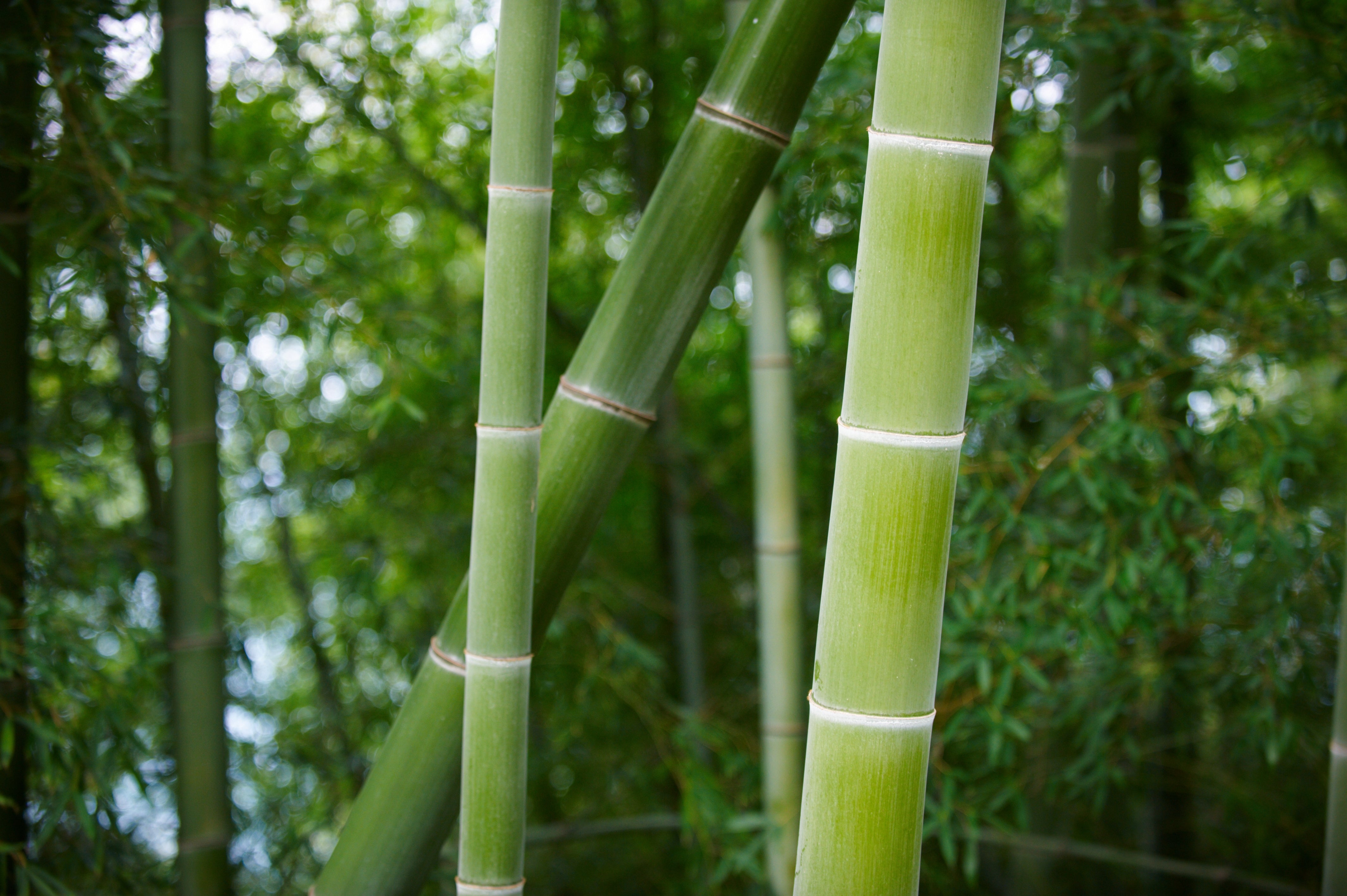 Improved Stress Tolerance and Environmental Adaptability