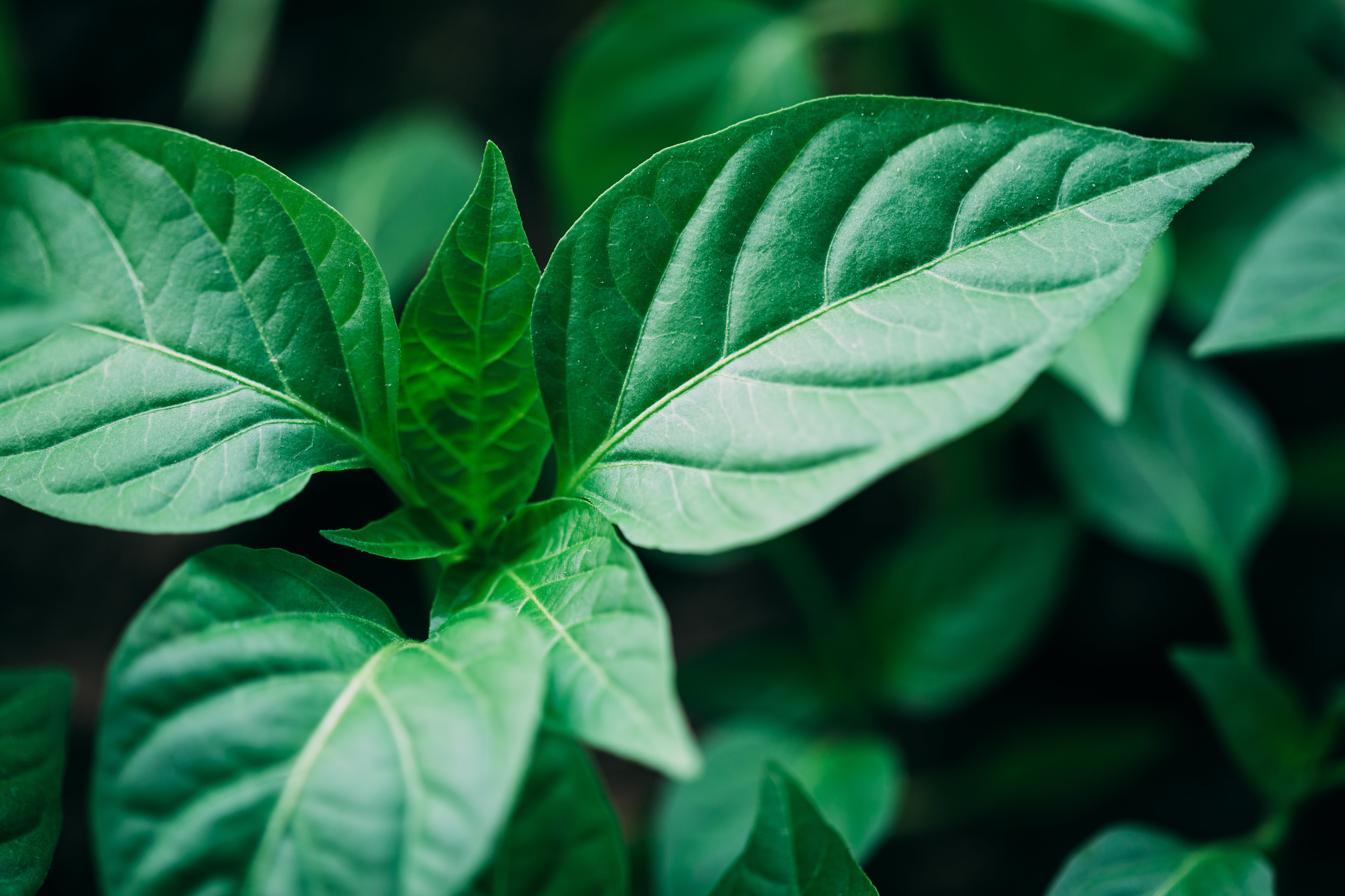 Natural Source of Calcium, Magnesium & Trace Elements