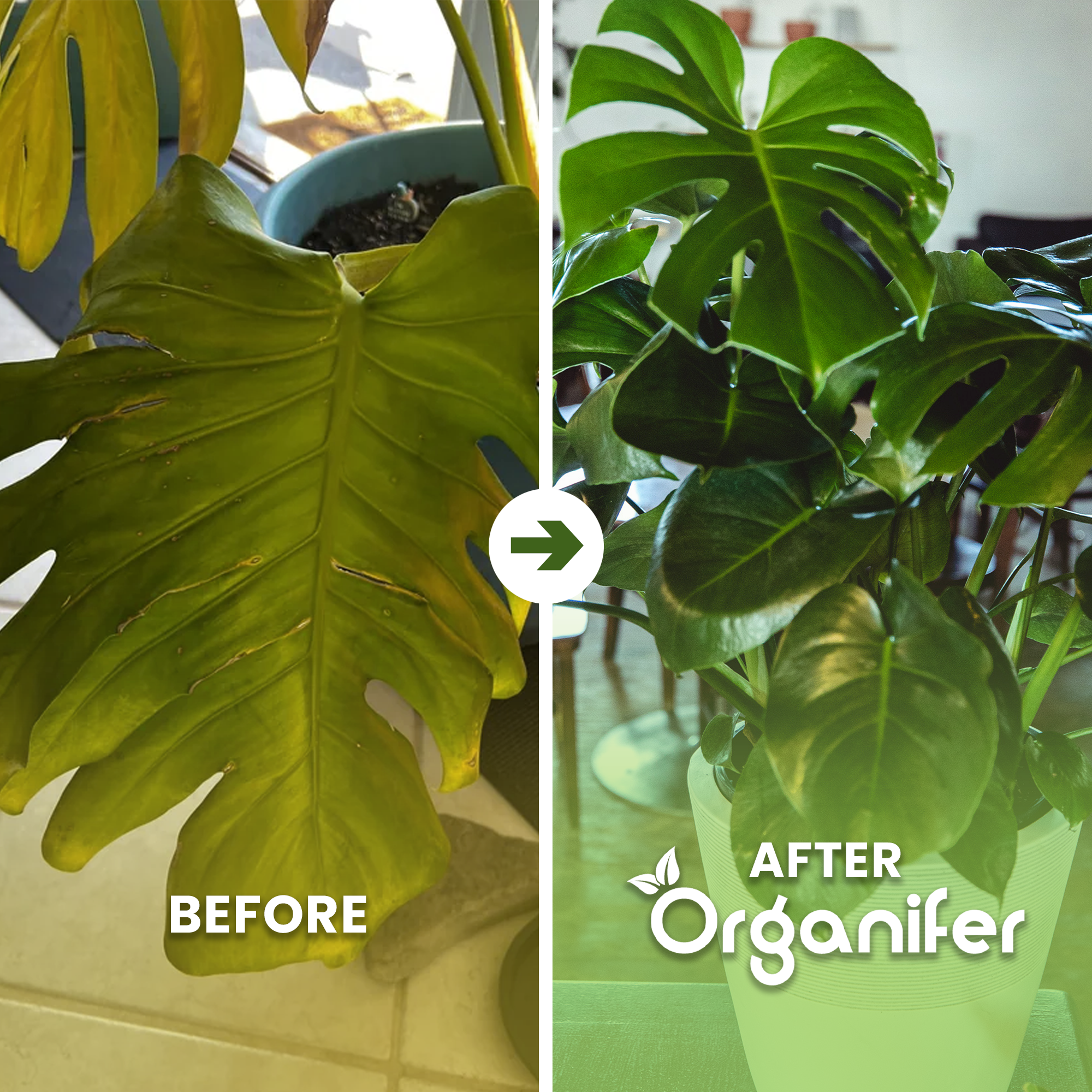 Green Plant Liquid Fertiliser