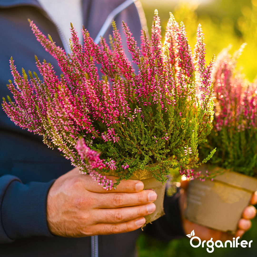 organifer heather liquid fertiliser
