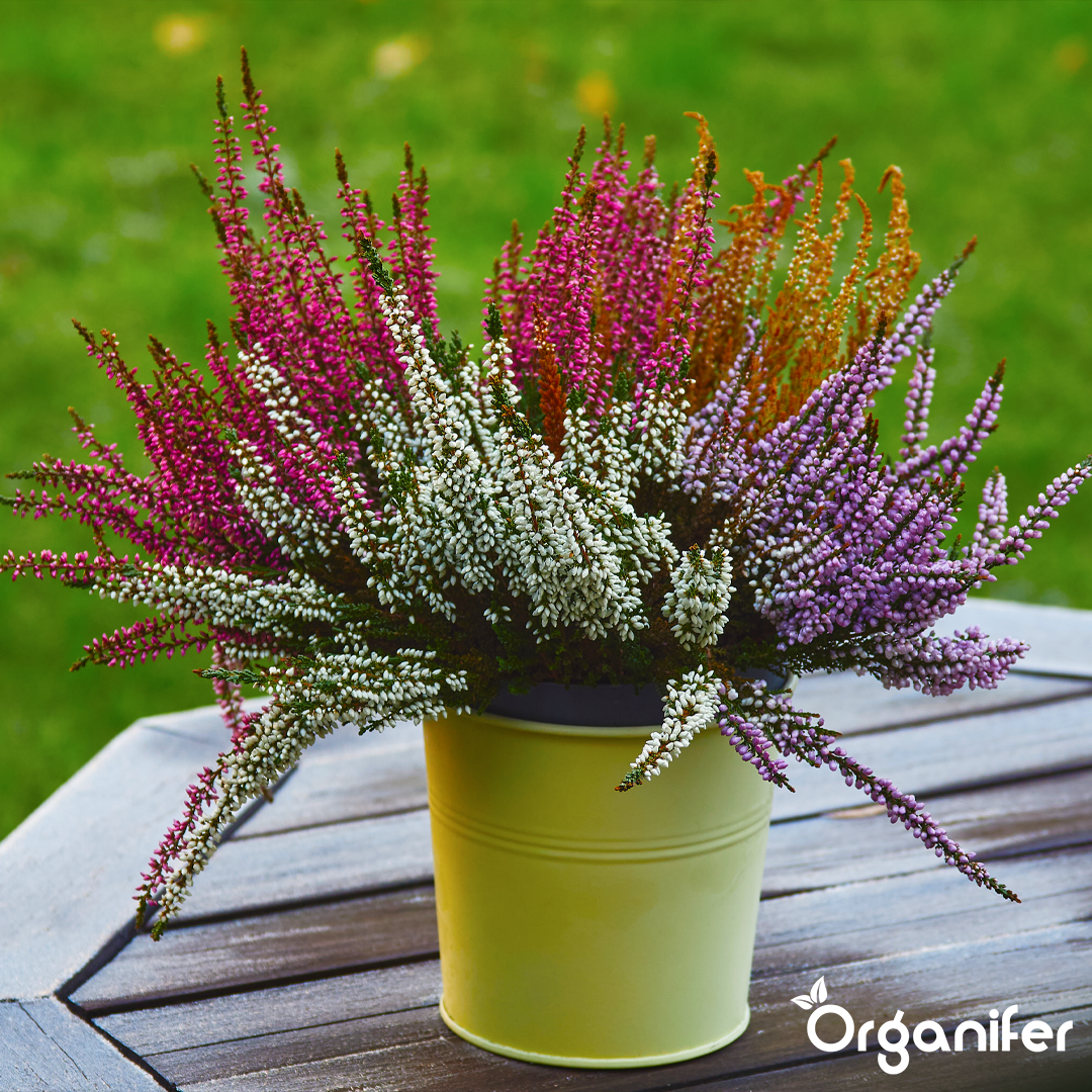 organifer heather liquid fertiliser