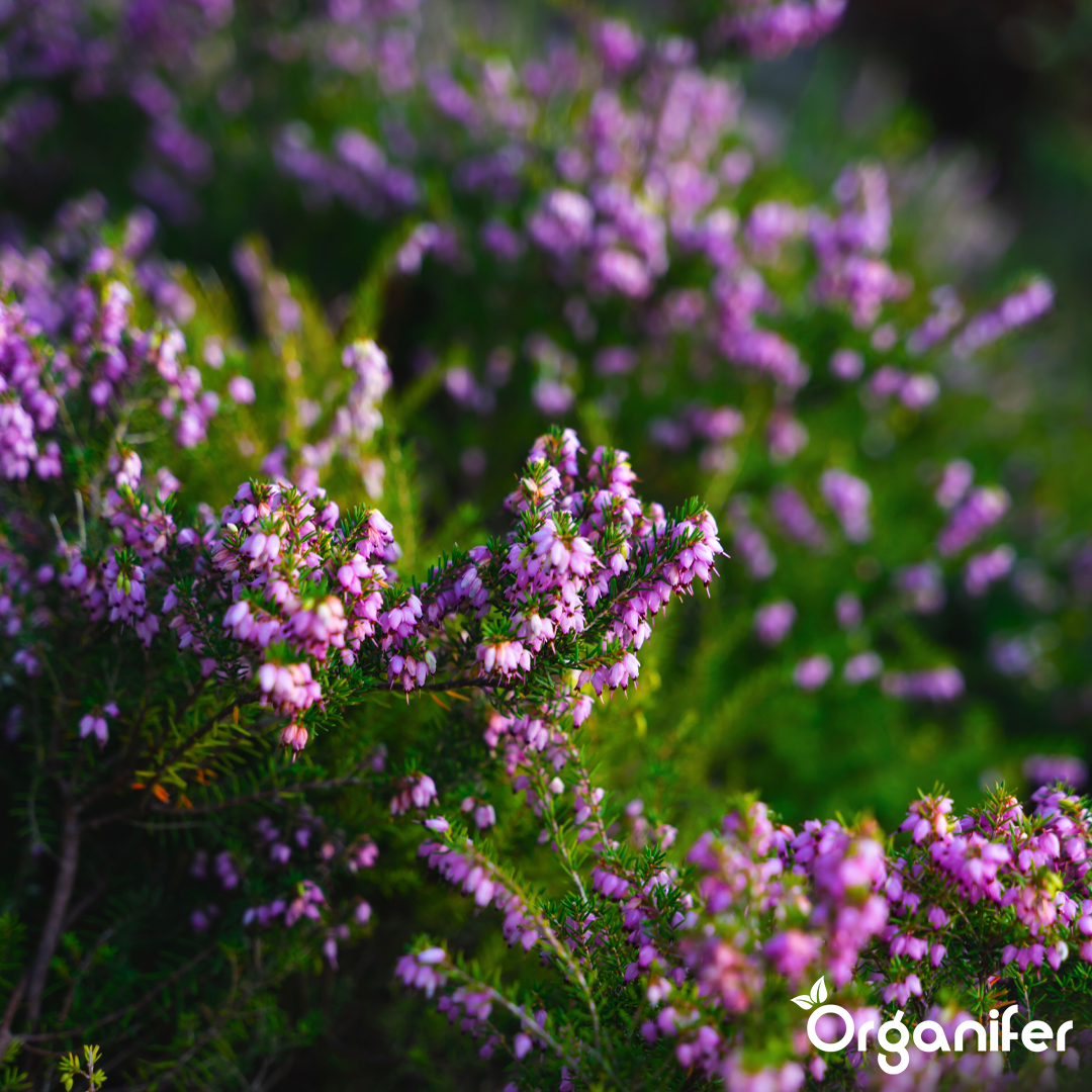 organifer heather liquid fertiliser
