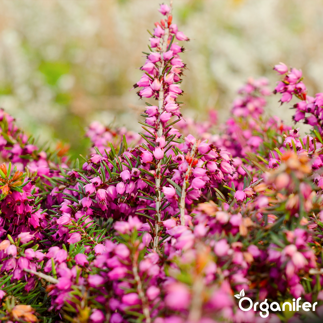 organifer heather liquid fertiliser