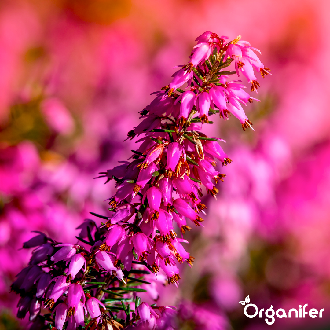 organifer heather liquid fertiliser