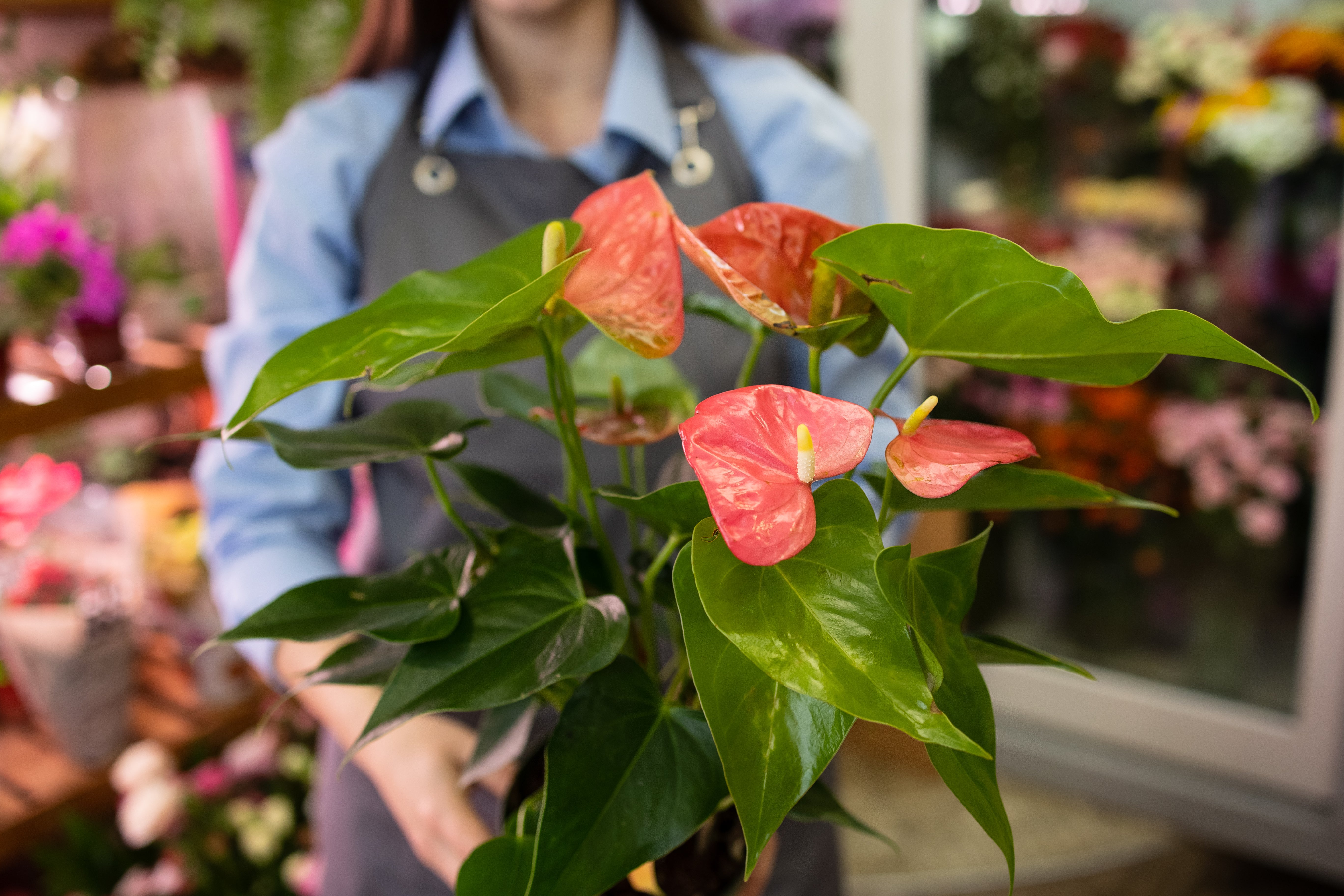 Abundant Anthurium Blooms and Vibrant Spathes
