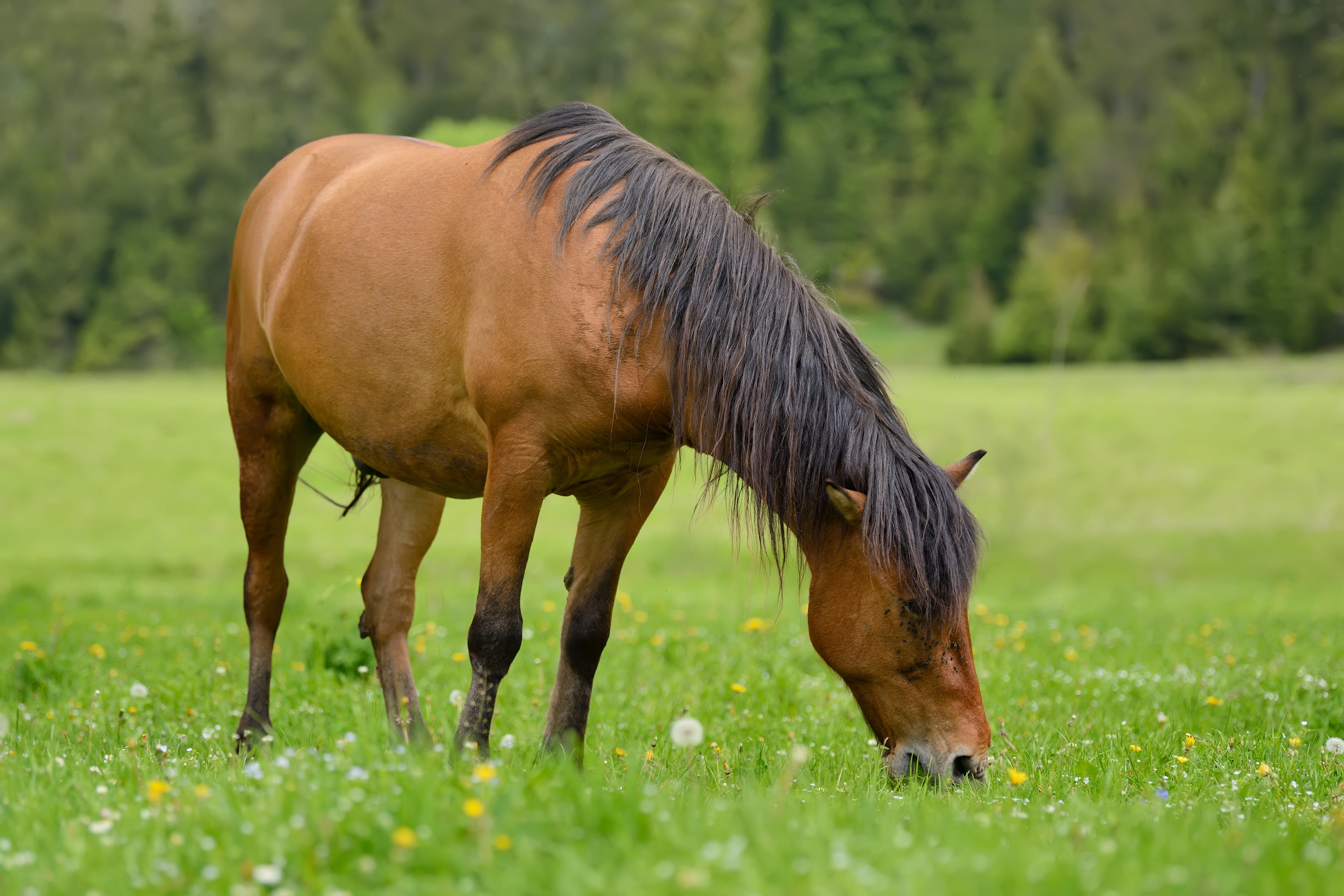 Structured & Low Fructan Composition