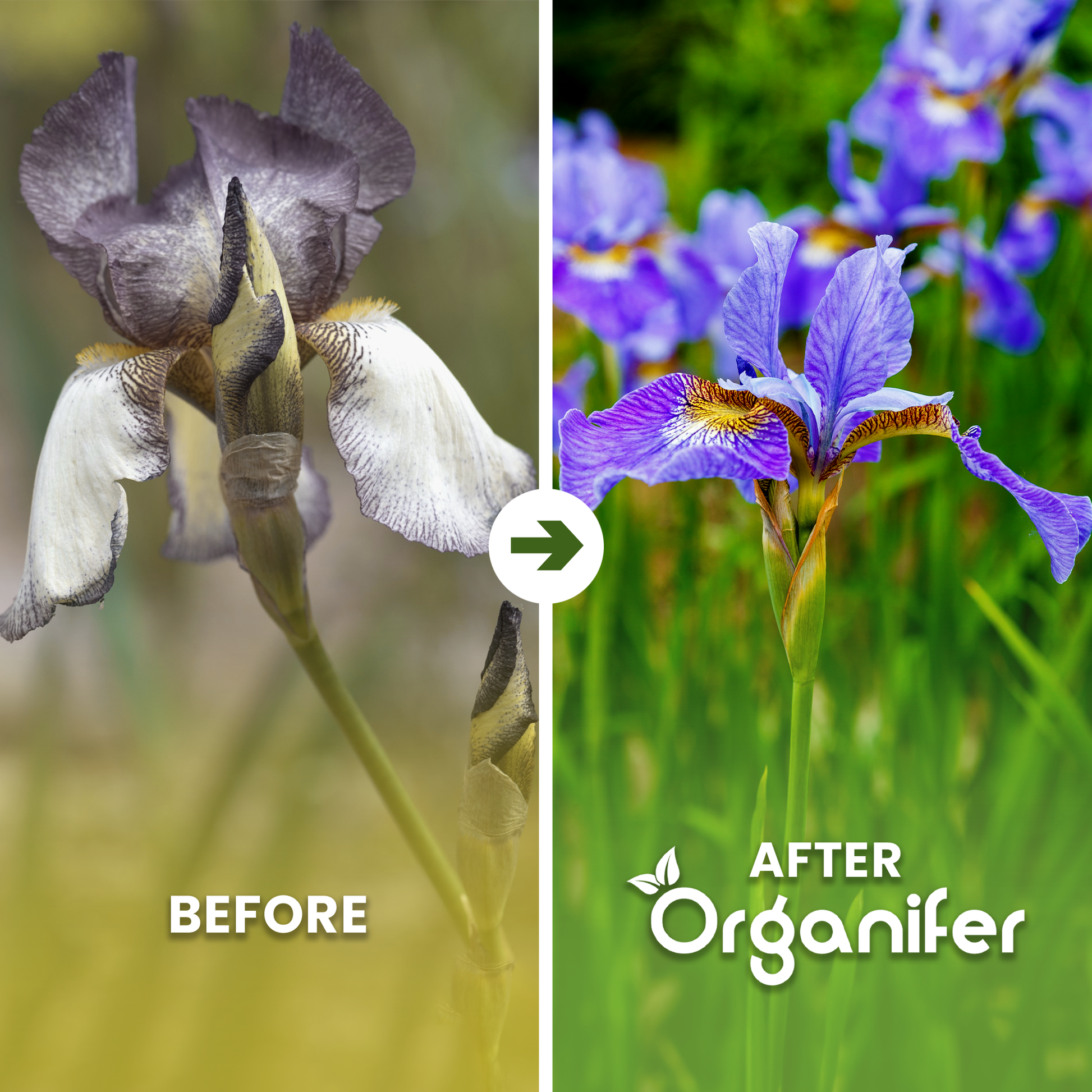 Organifer Iris Liquid Fertiliser before and after
