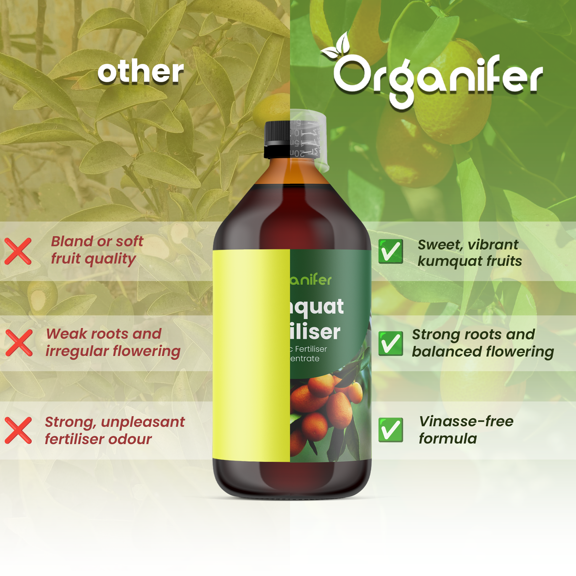 kumquat_comparison_english