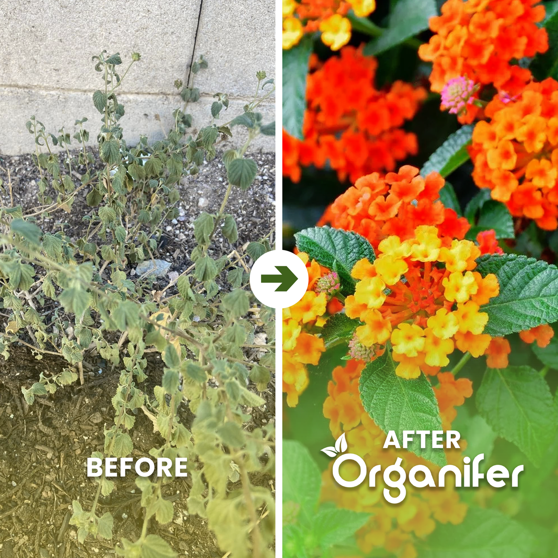 before-after-organifer-lantana-liquid-fertiliser
