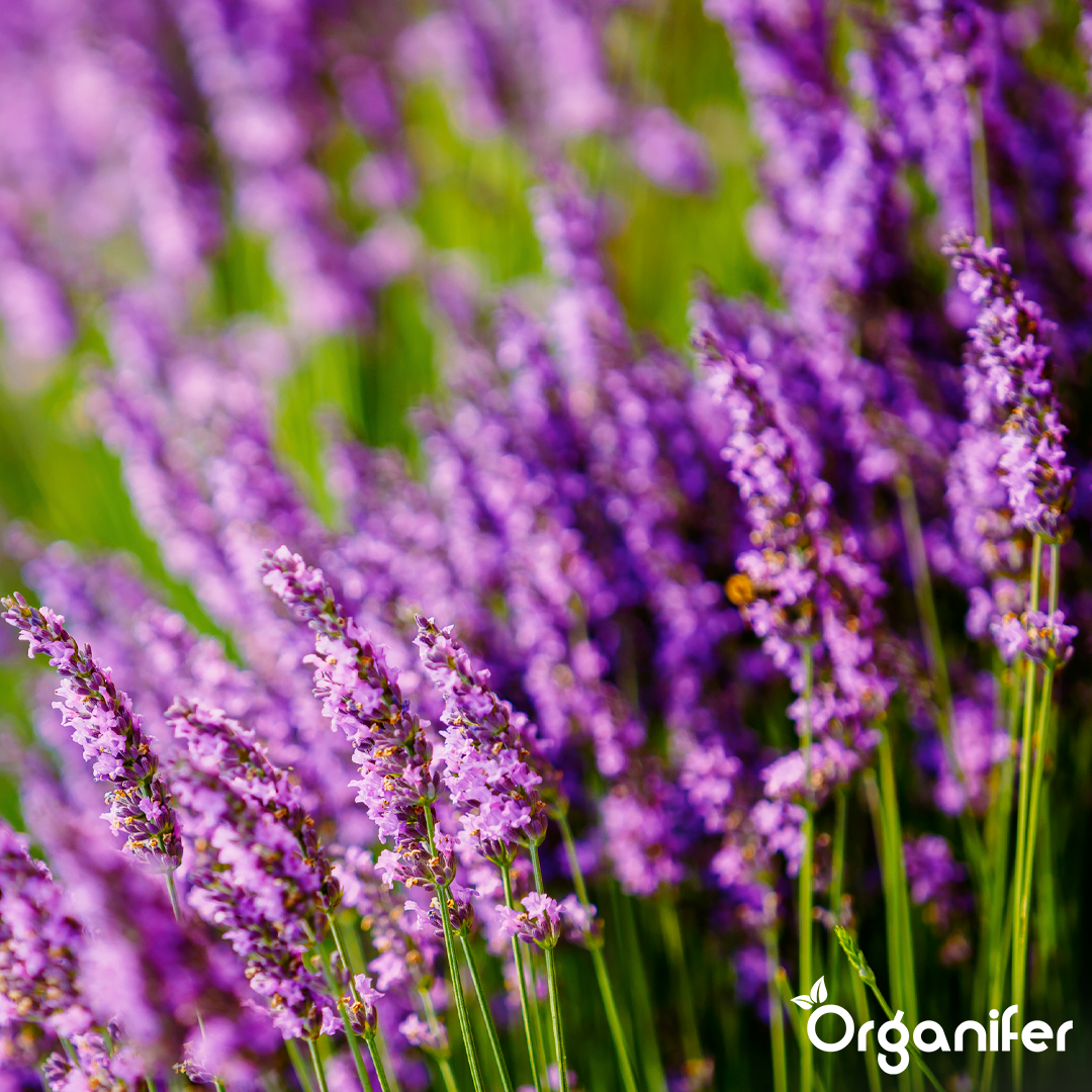 lavender-liquid-fertiliser-1