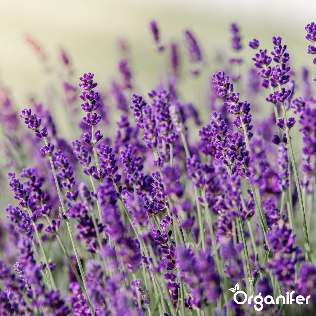 lavender-liquid-fertiliser