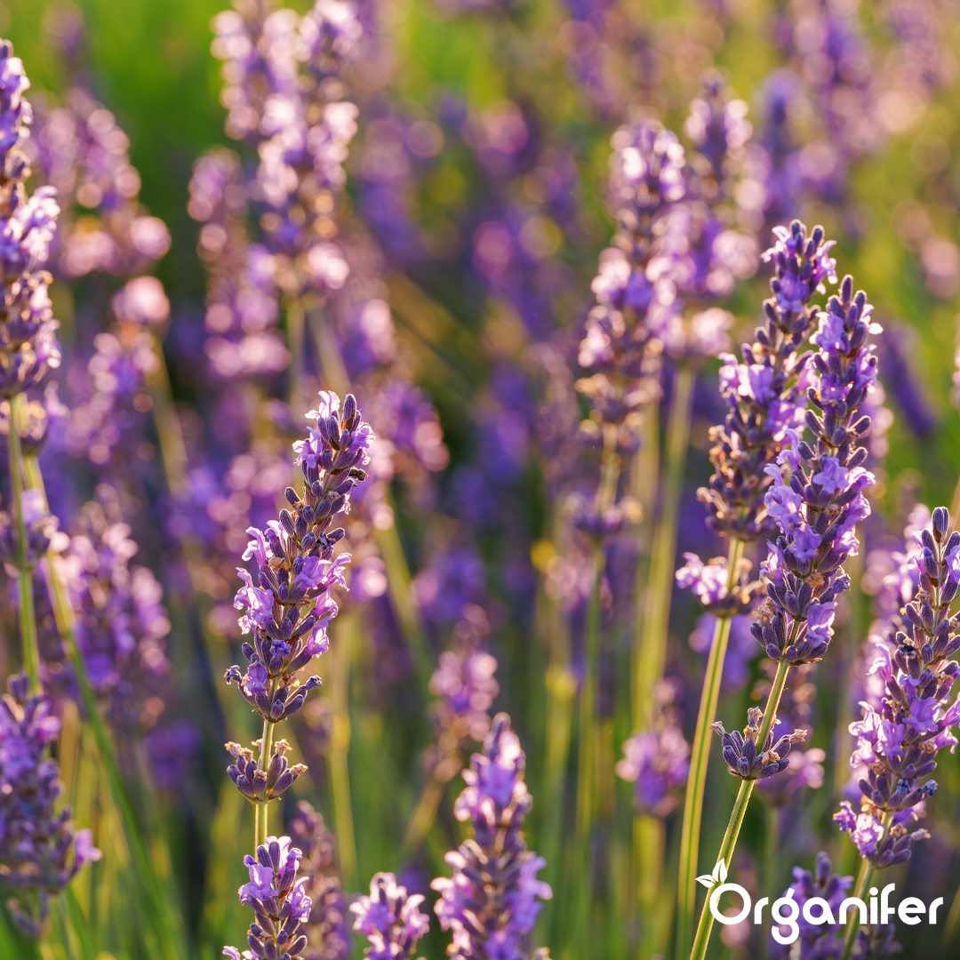 lavender-liquid-fertiliser