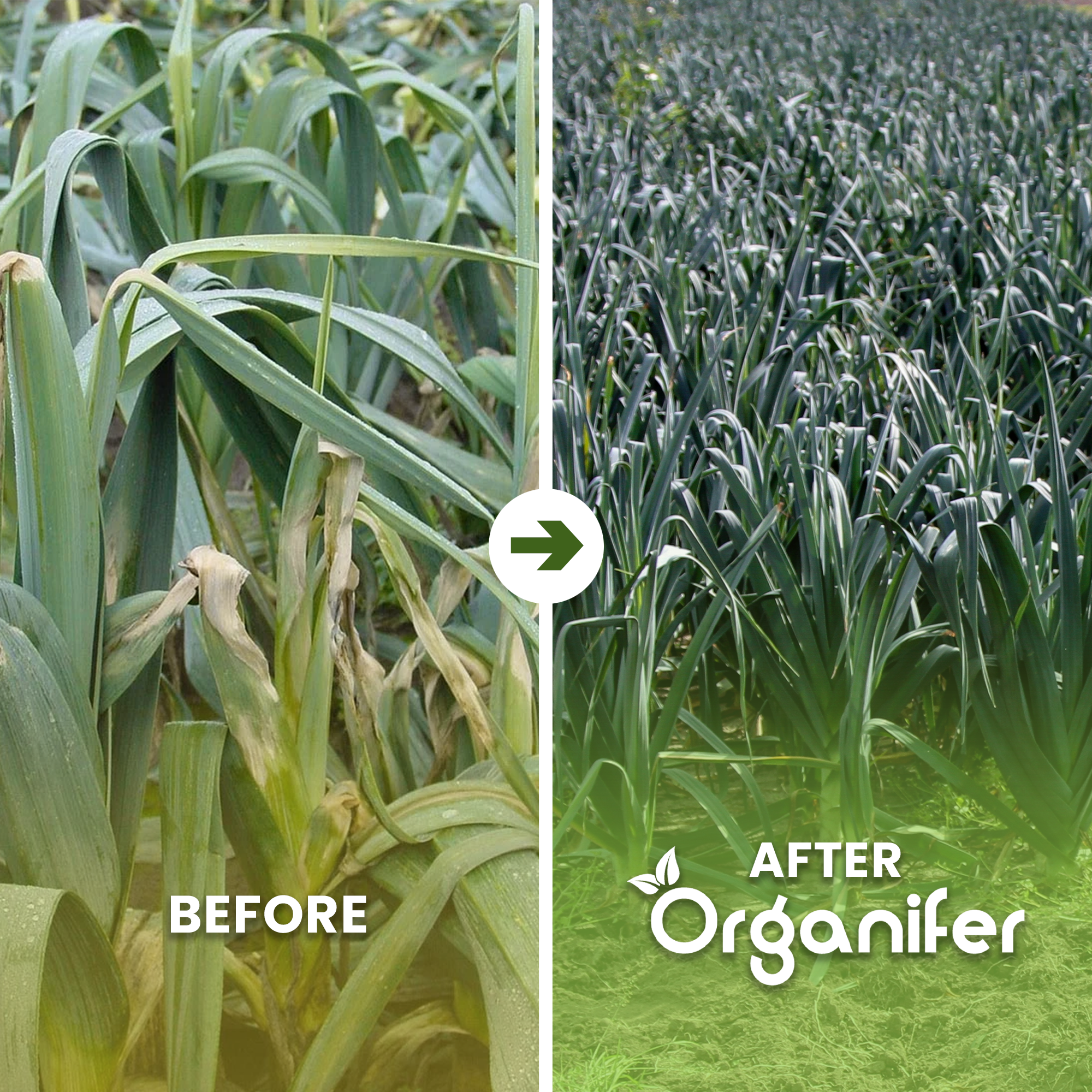 organifer-lavender-liquid-fertiliser