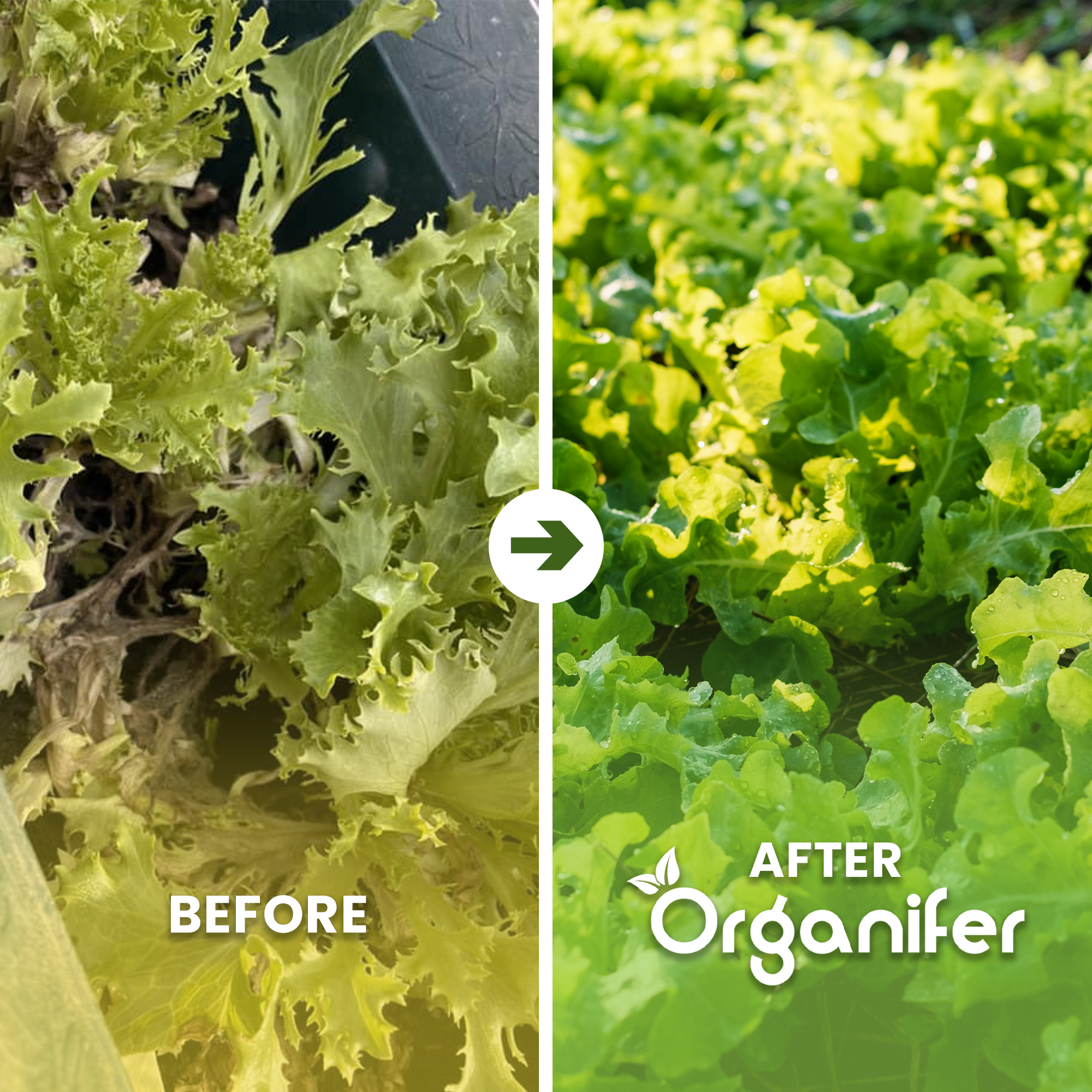 organifer-lettuce-liquid-fertilise-lettuce_ba_english
