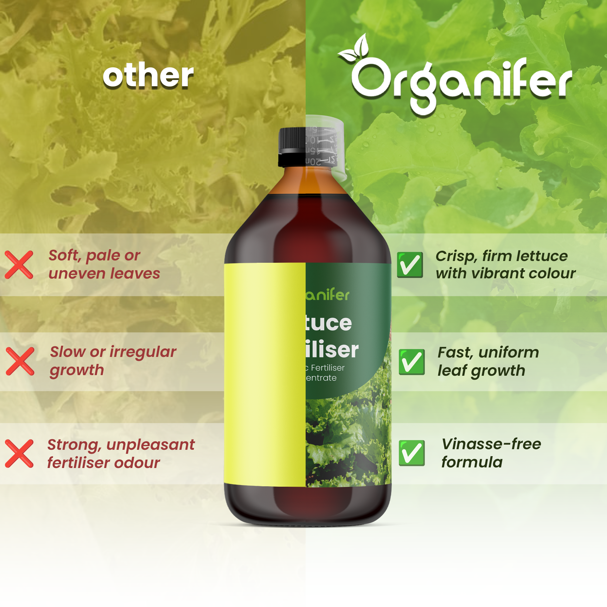 lettuce_comparison_english