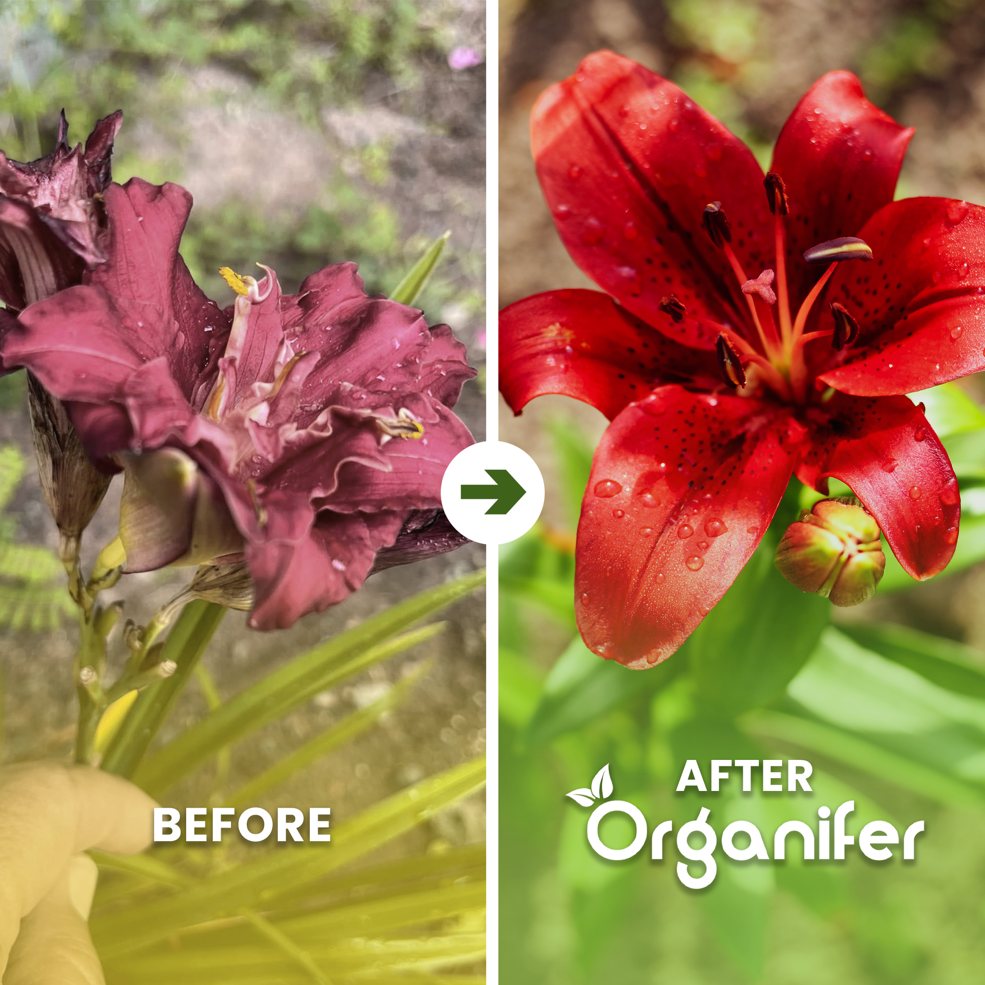 lily_comparison_english