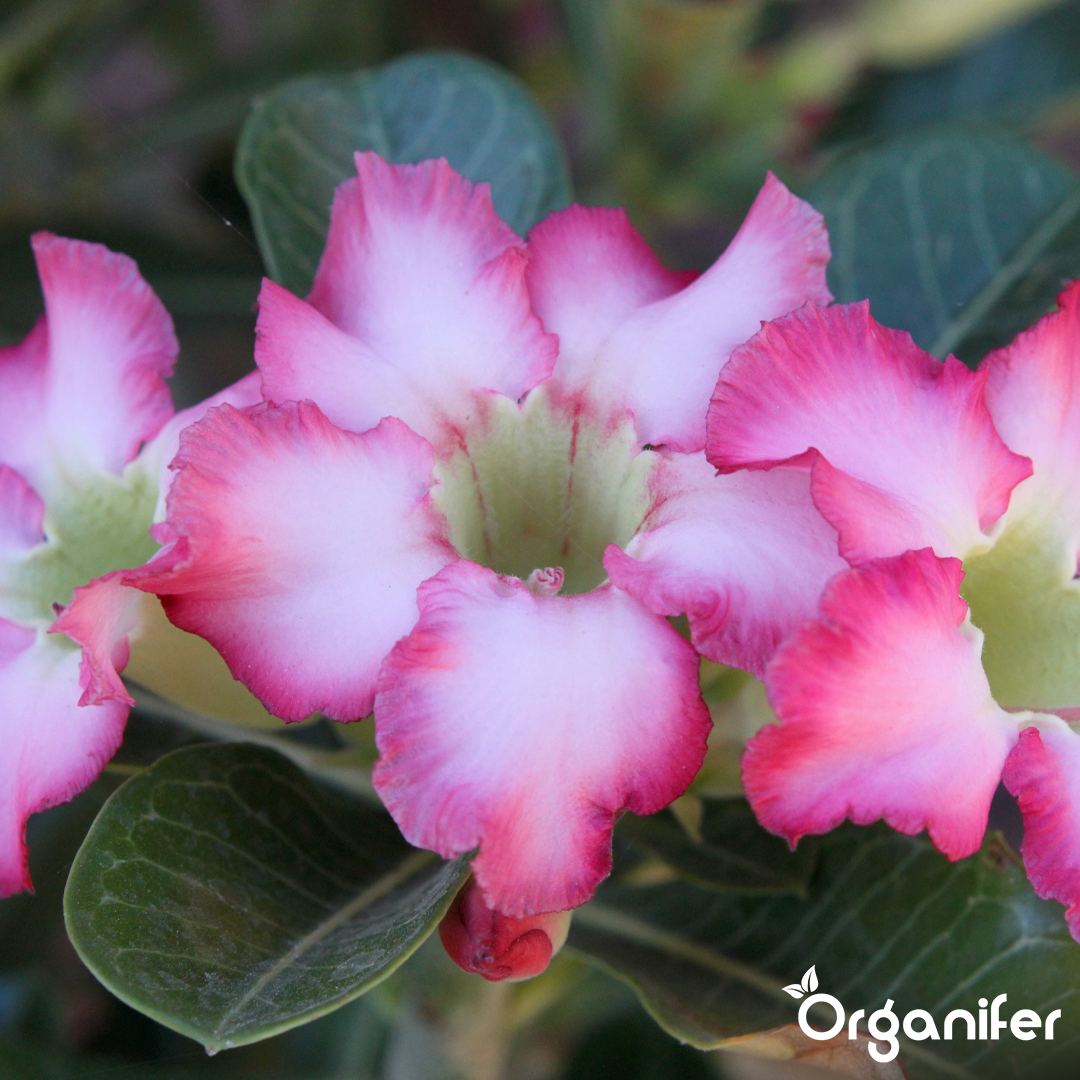 Течен тор Пустинна роза – 1 литър