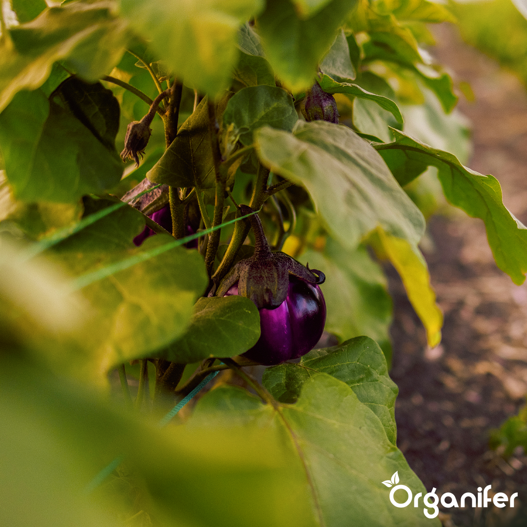 Renforcement de la force racinaire et de l’absorption des nutriments