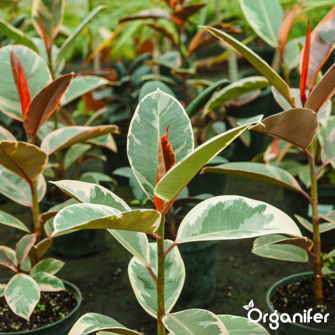 liquid-fertiliser-ficus-2