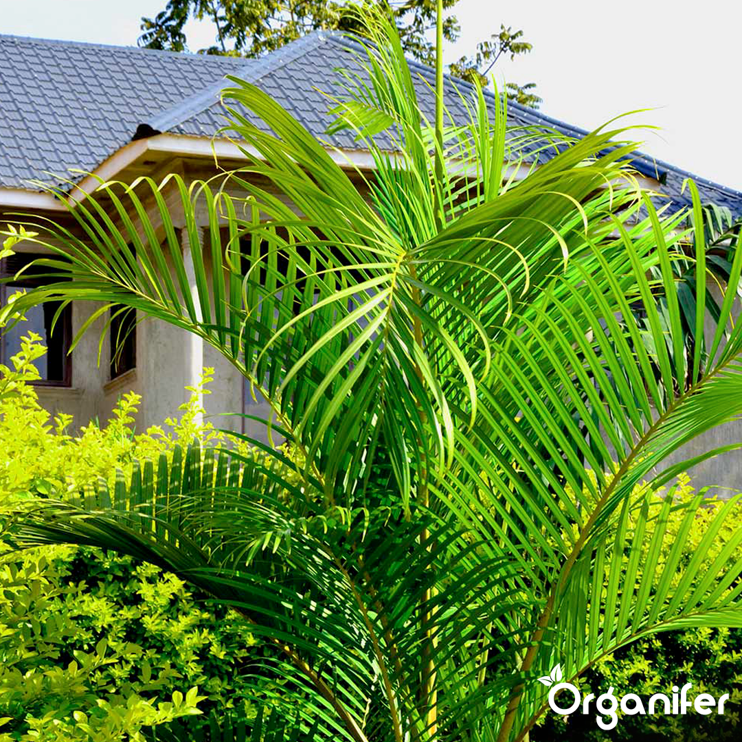 liquid fertiliser goldfruit palm