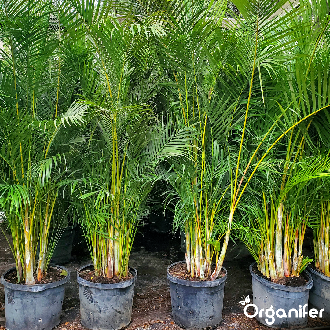 liquid fertiliser goldfruit palm
