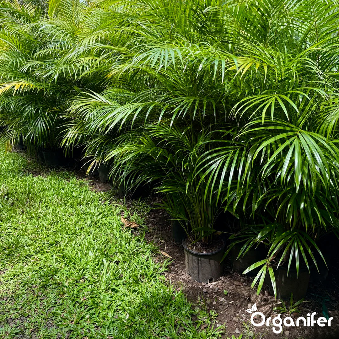 liquid fertiliser goldfruit palm