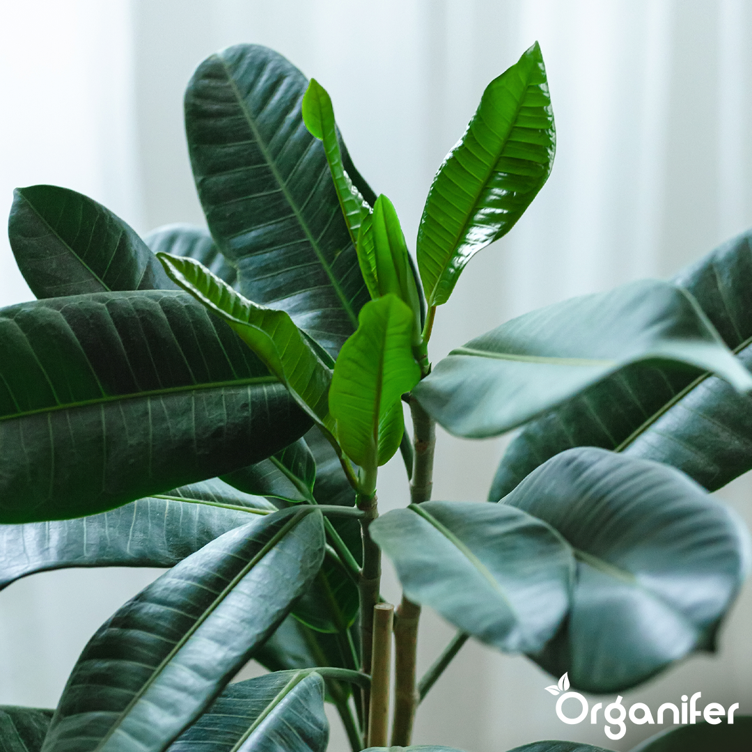 Green Plant Liquid Fertiliser