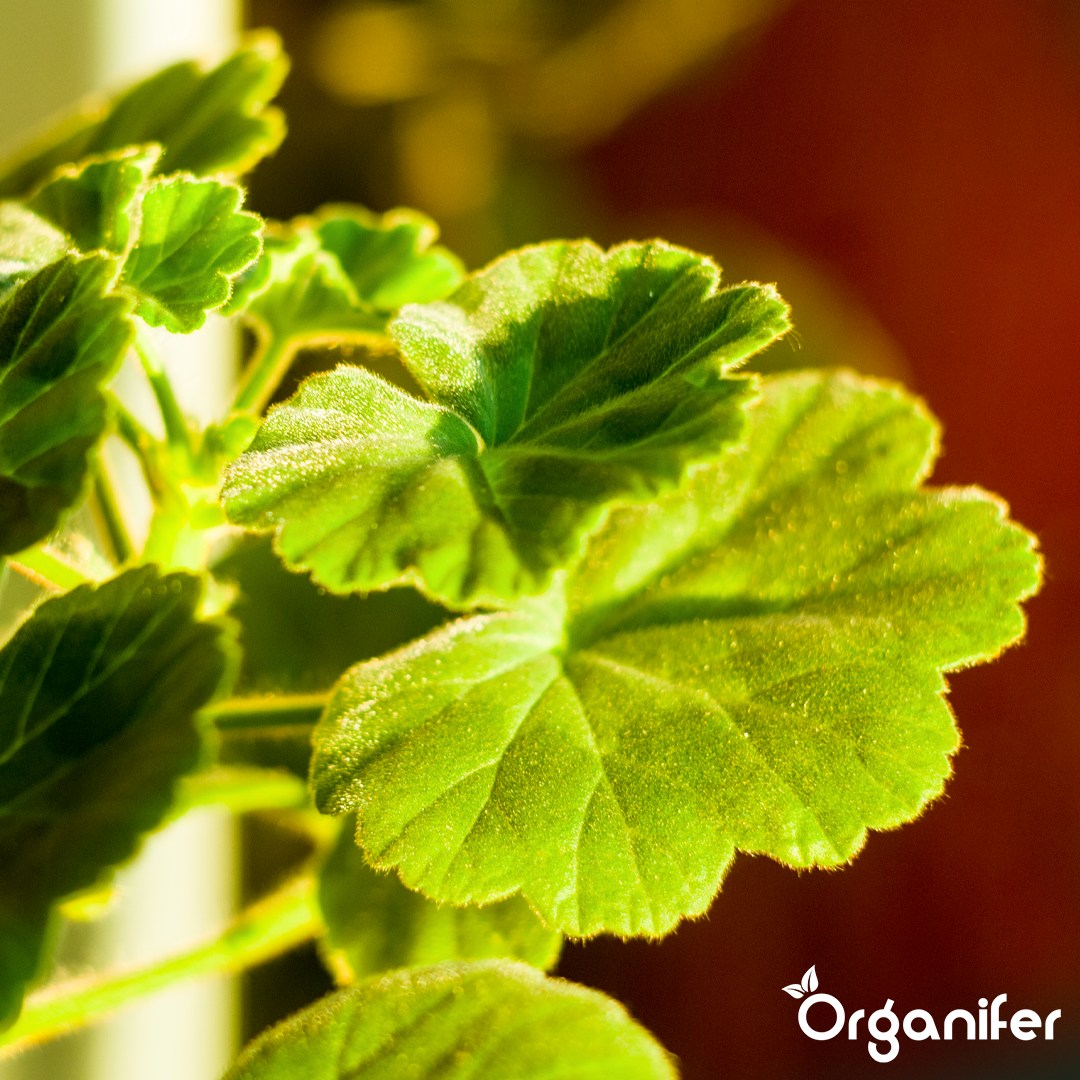 Green Plant Liquid Fertiliser