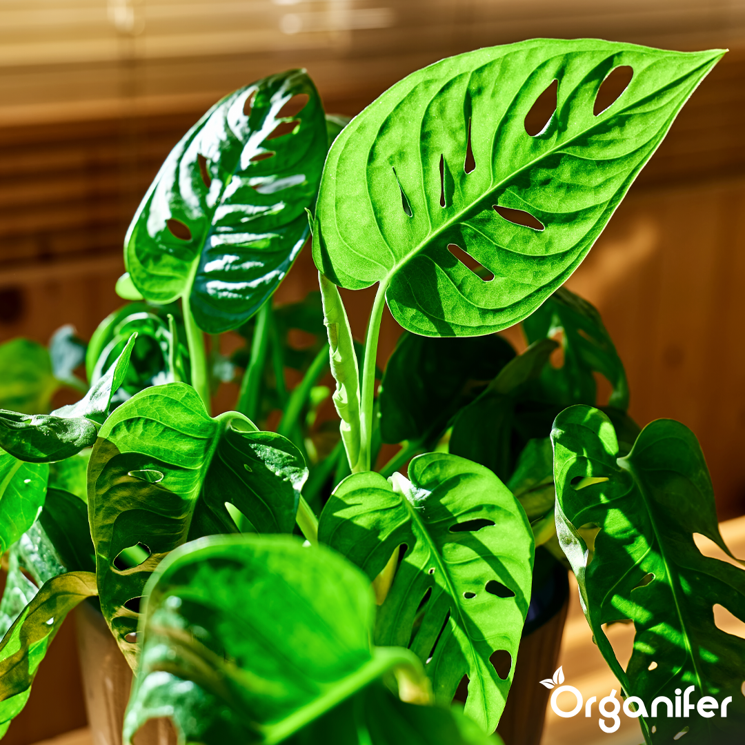 Firm Leaves and Healthy Plant Structure