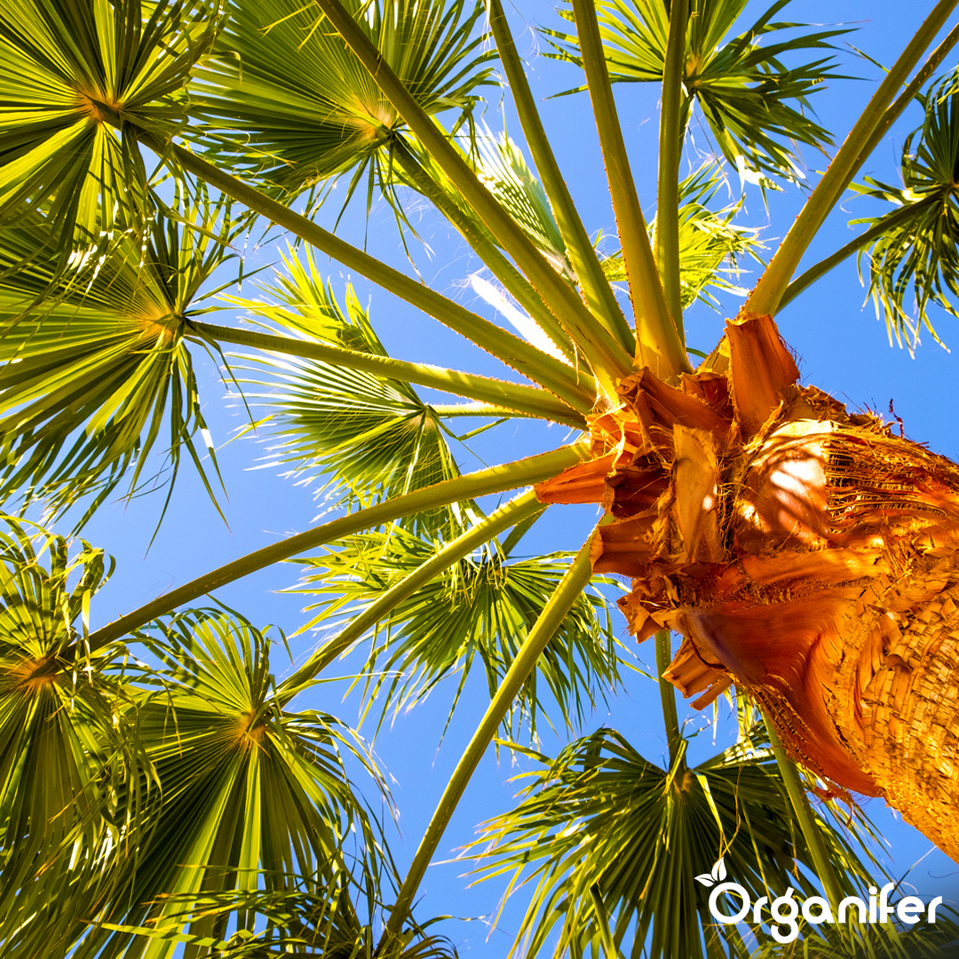 organifer liquid fertiliser hemp palm