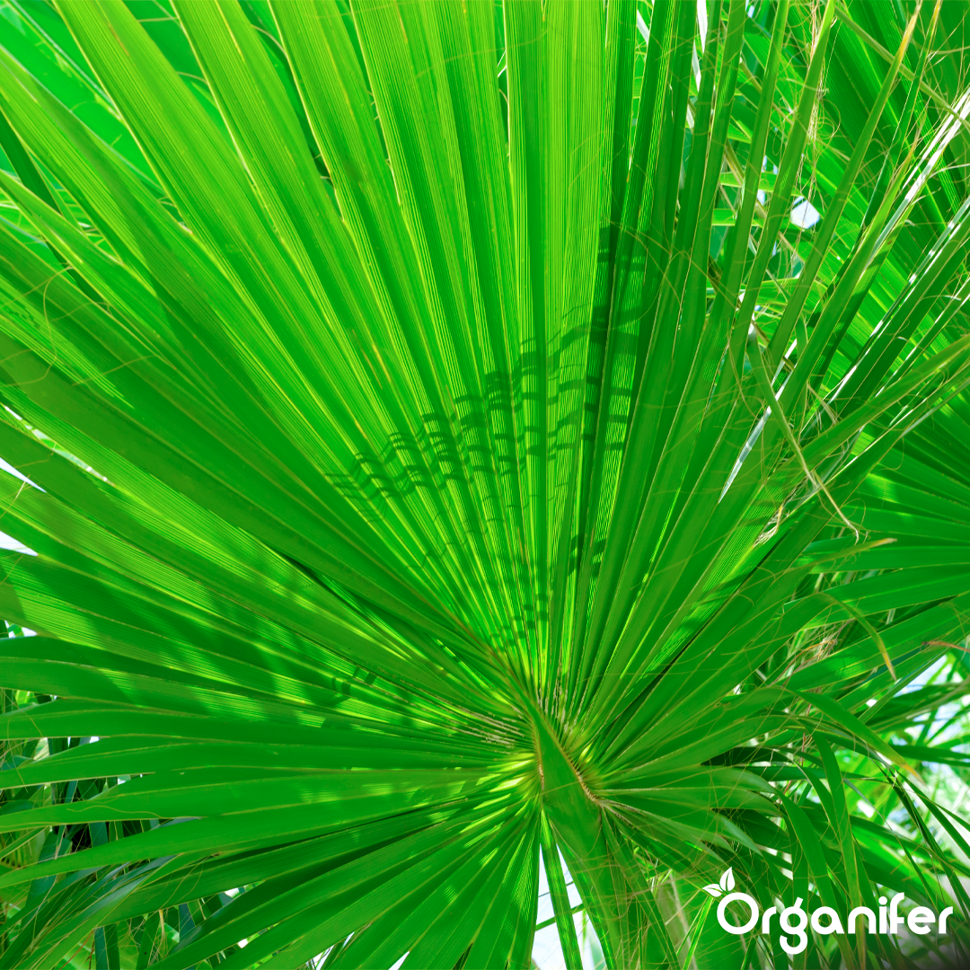 organifer liquid fertiliser hemp palm