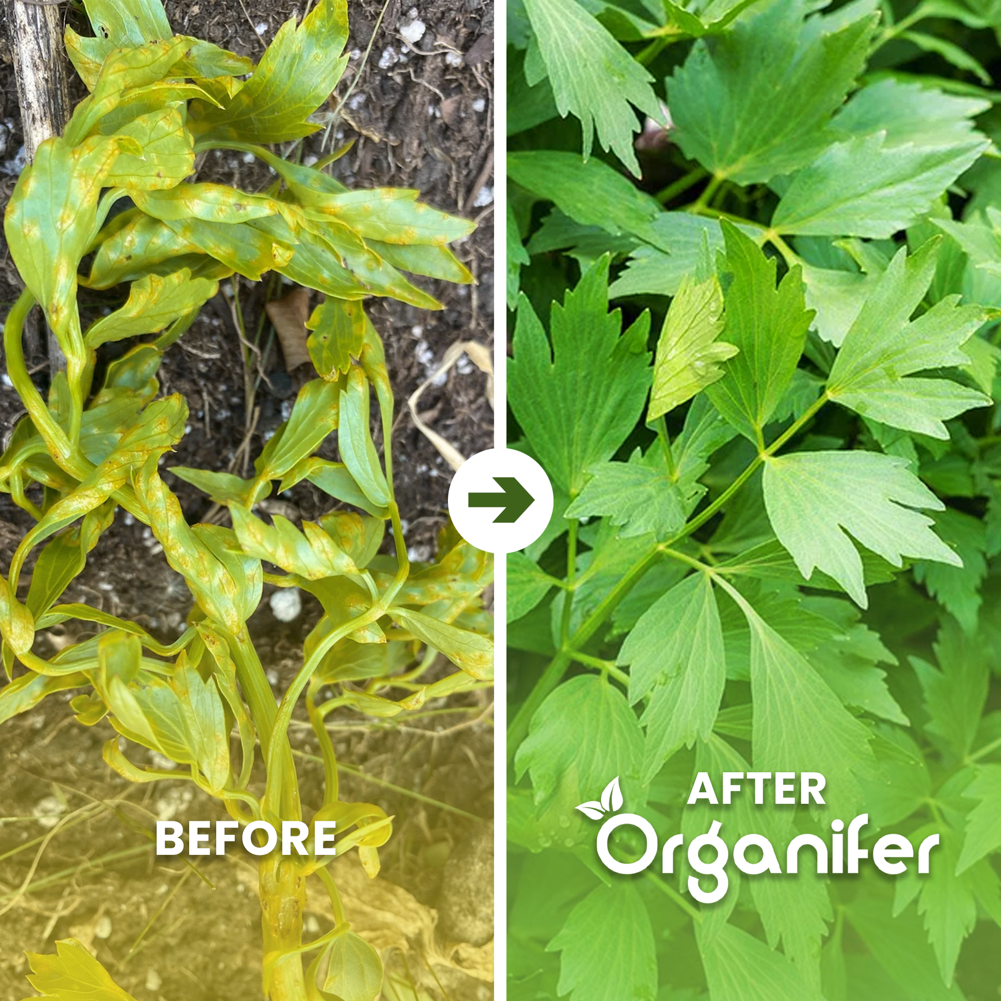 Vloeibare meststof Lieveling - 1 liter