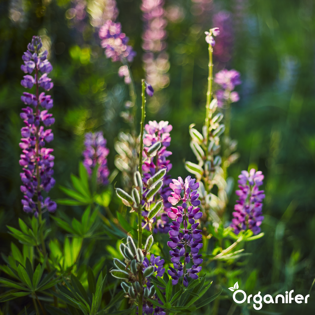 organifer-lupine-liquid-fertiliser
