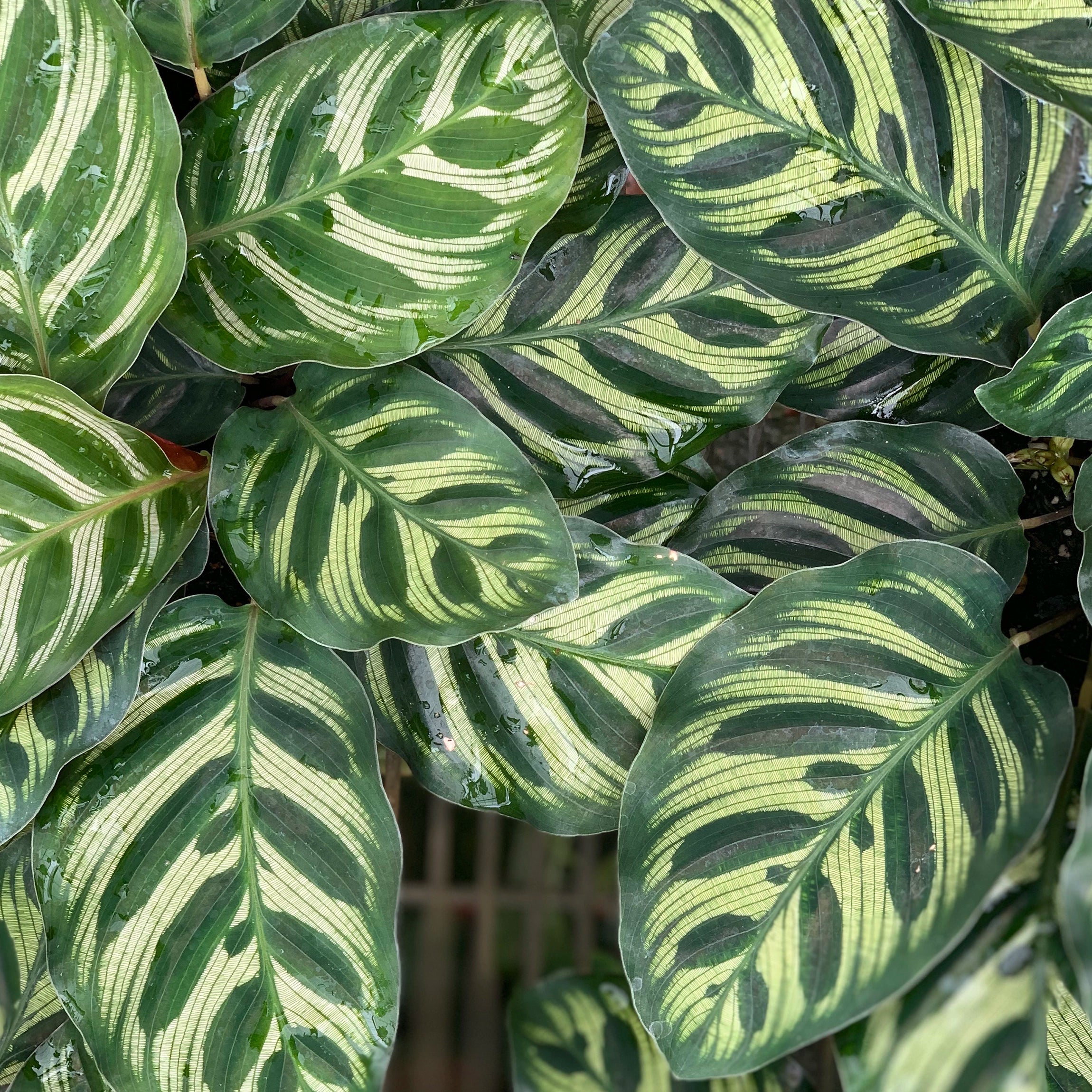 Improves Leaf Condition and Foliage Stability