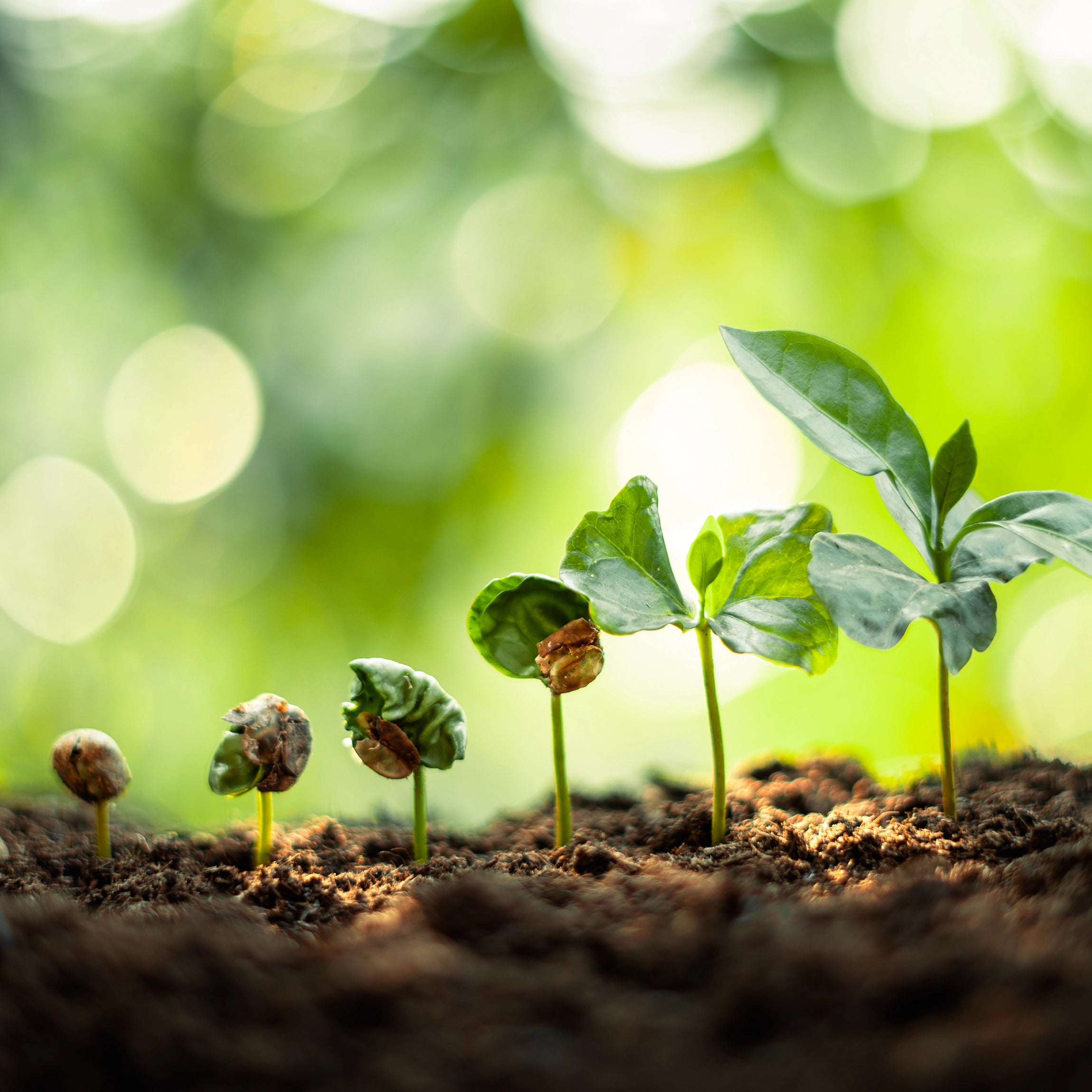 Stimulates Growth, Vitality, and Resilience