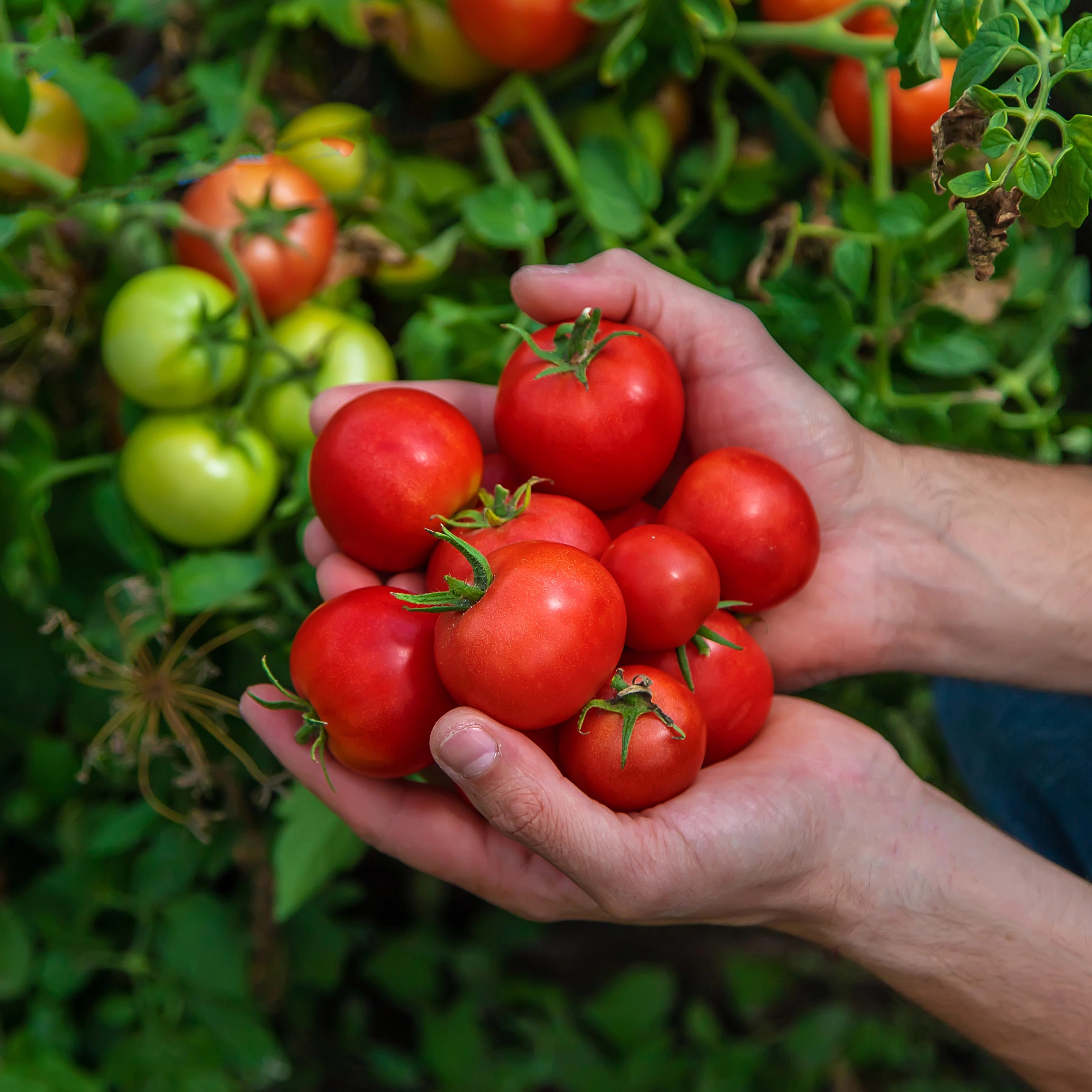 Balanced nutrition for better fruit set