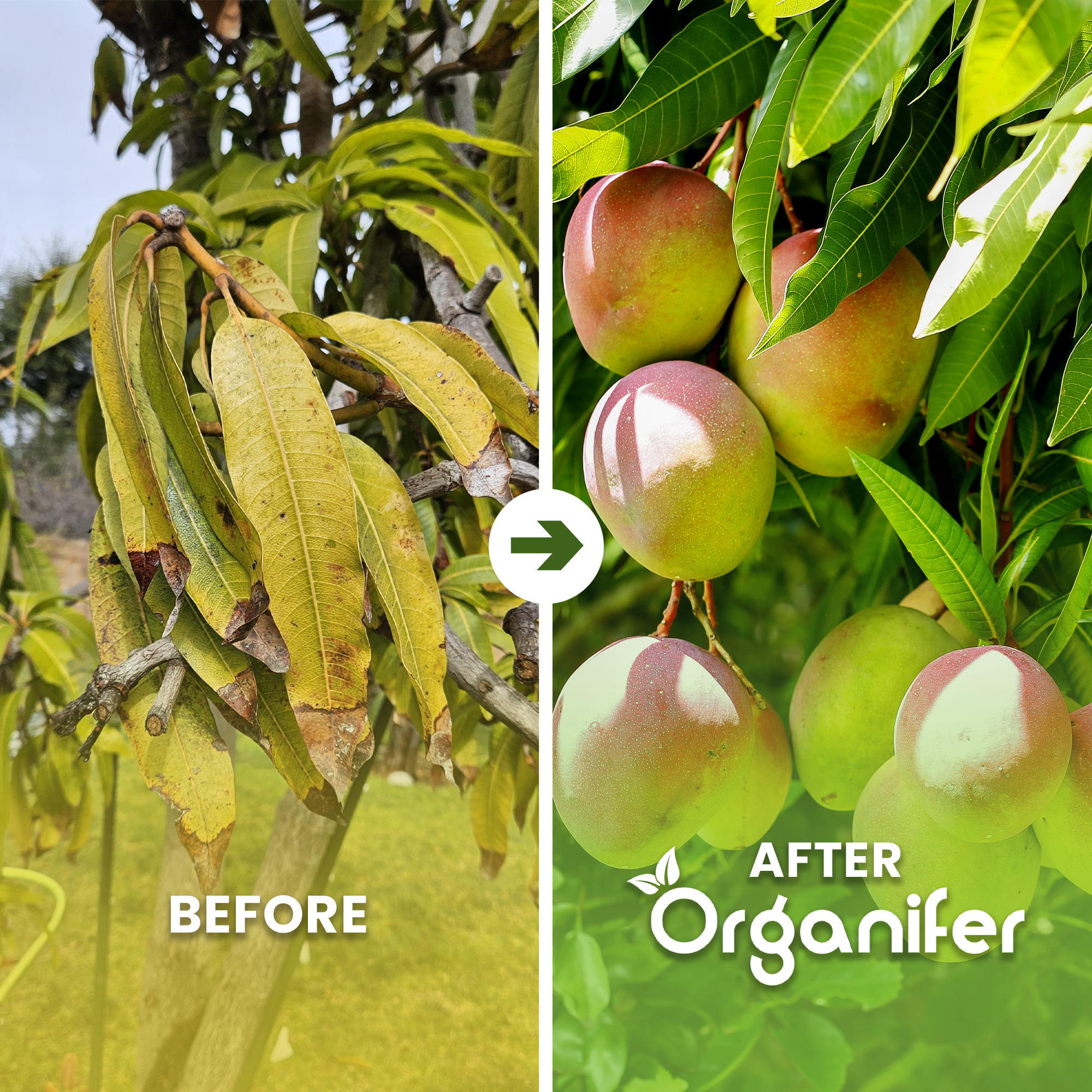 organifer-mango-liquid-fertiliser