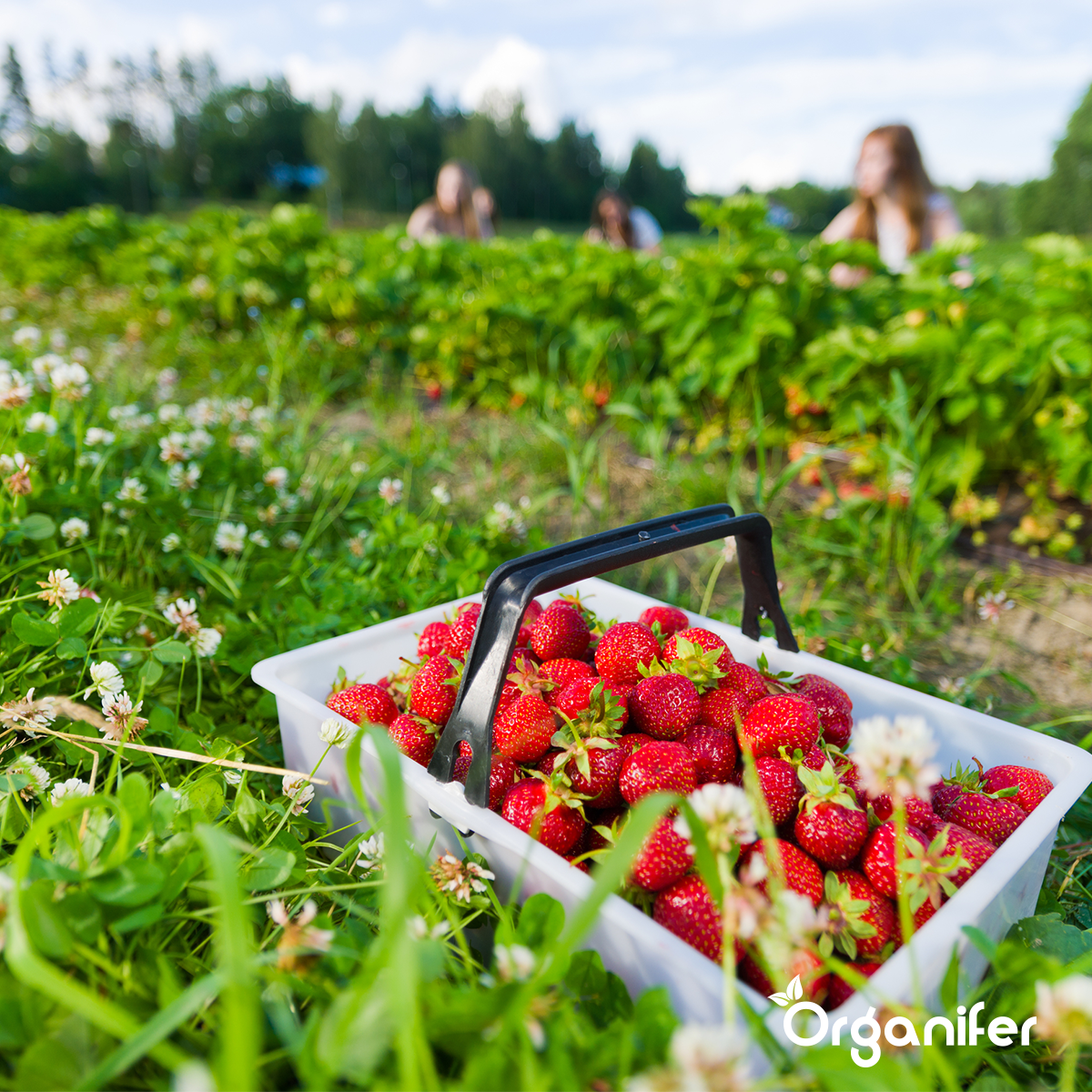 Meelworm Frass – Insectenmest Korrels (20 kg voor 200 m2)