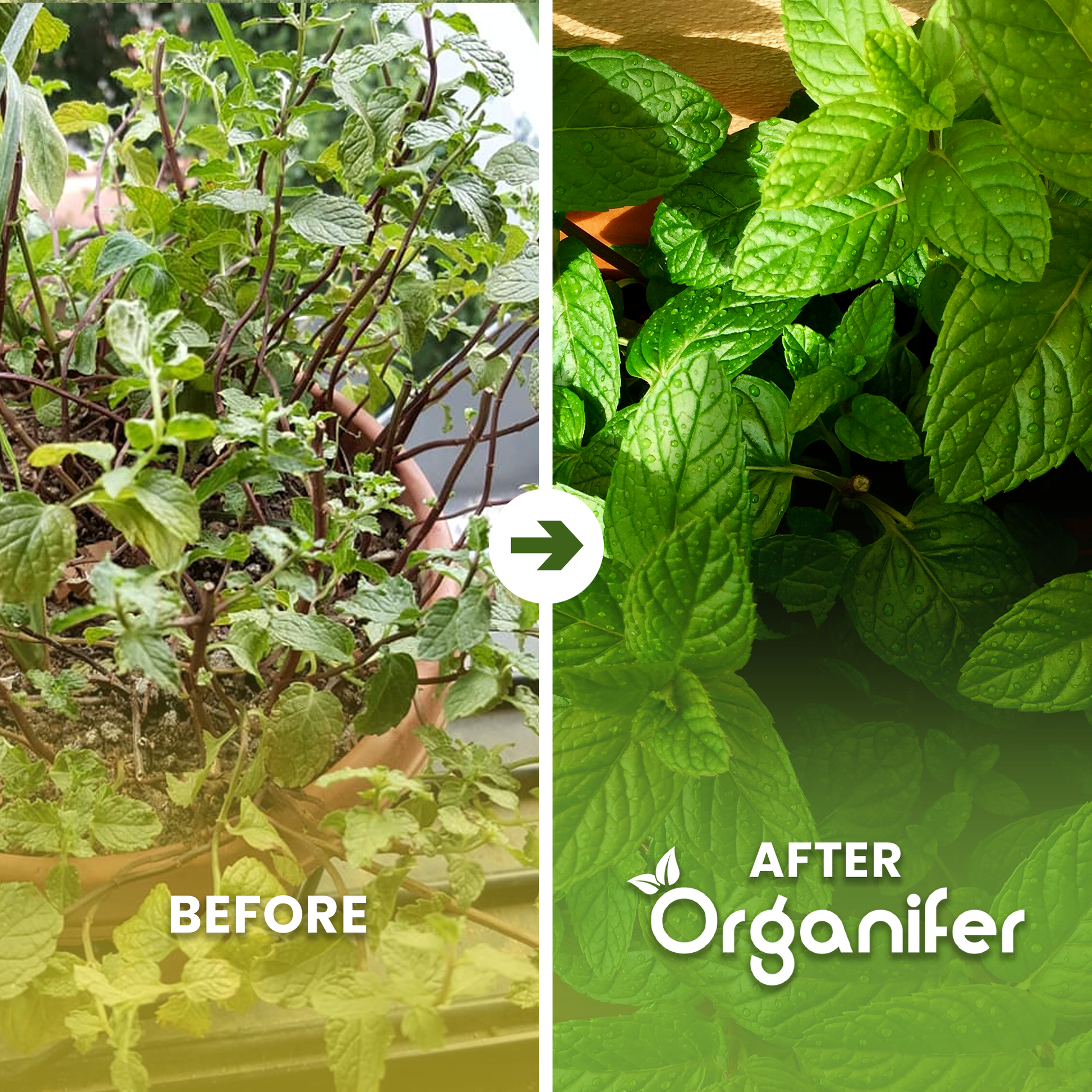 organifer-mint-liquid-fertiliser