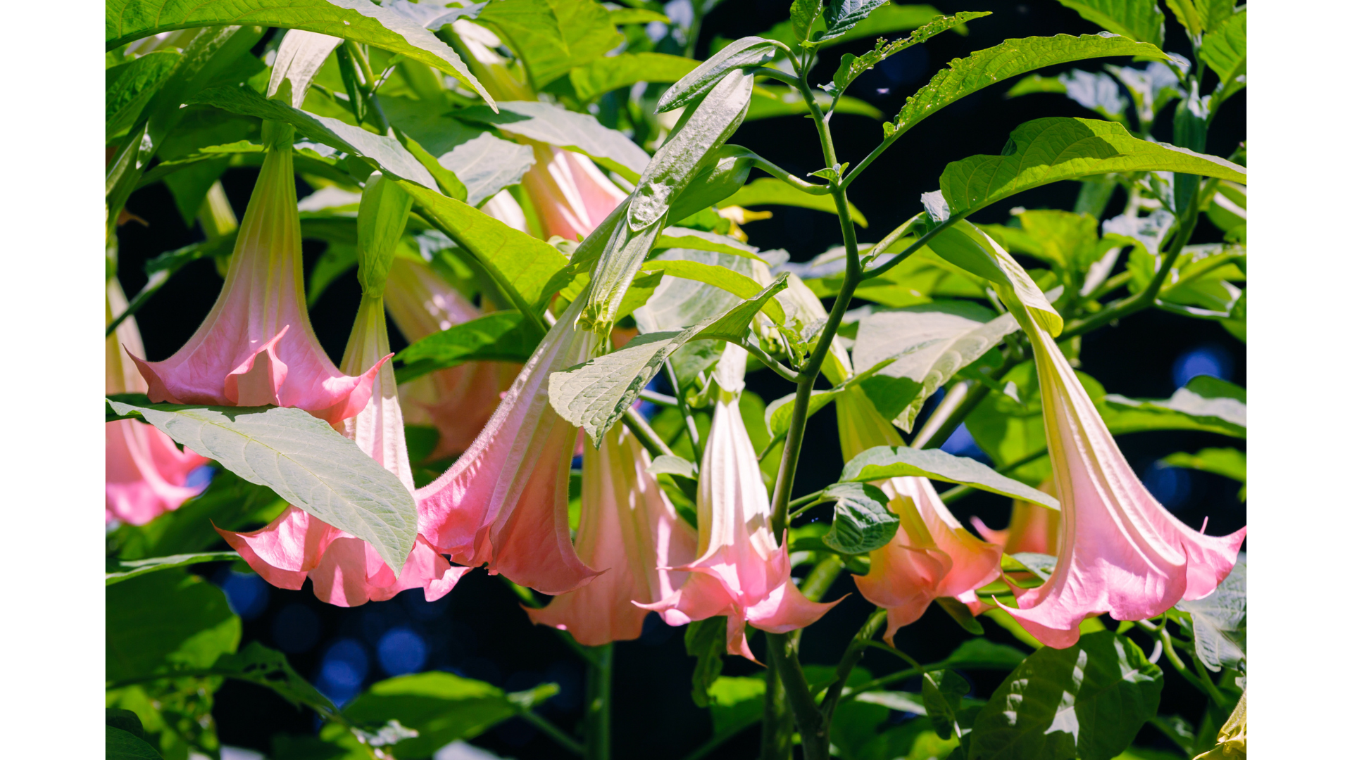 Strong Stems for Large Pendulous Blooms