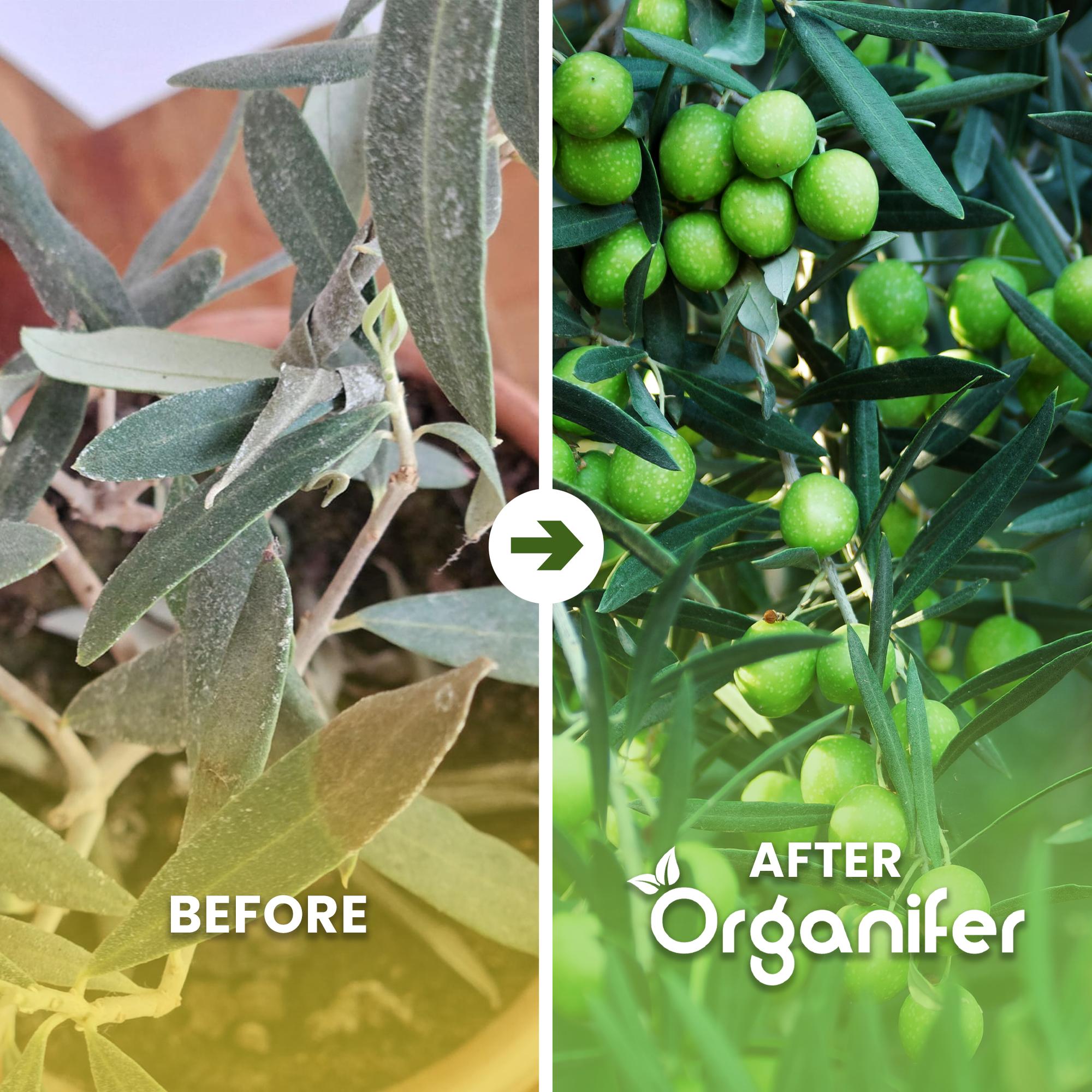 organifer-olive-tree-liquid-fertiliser
before-after