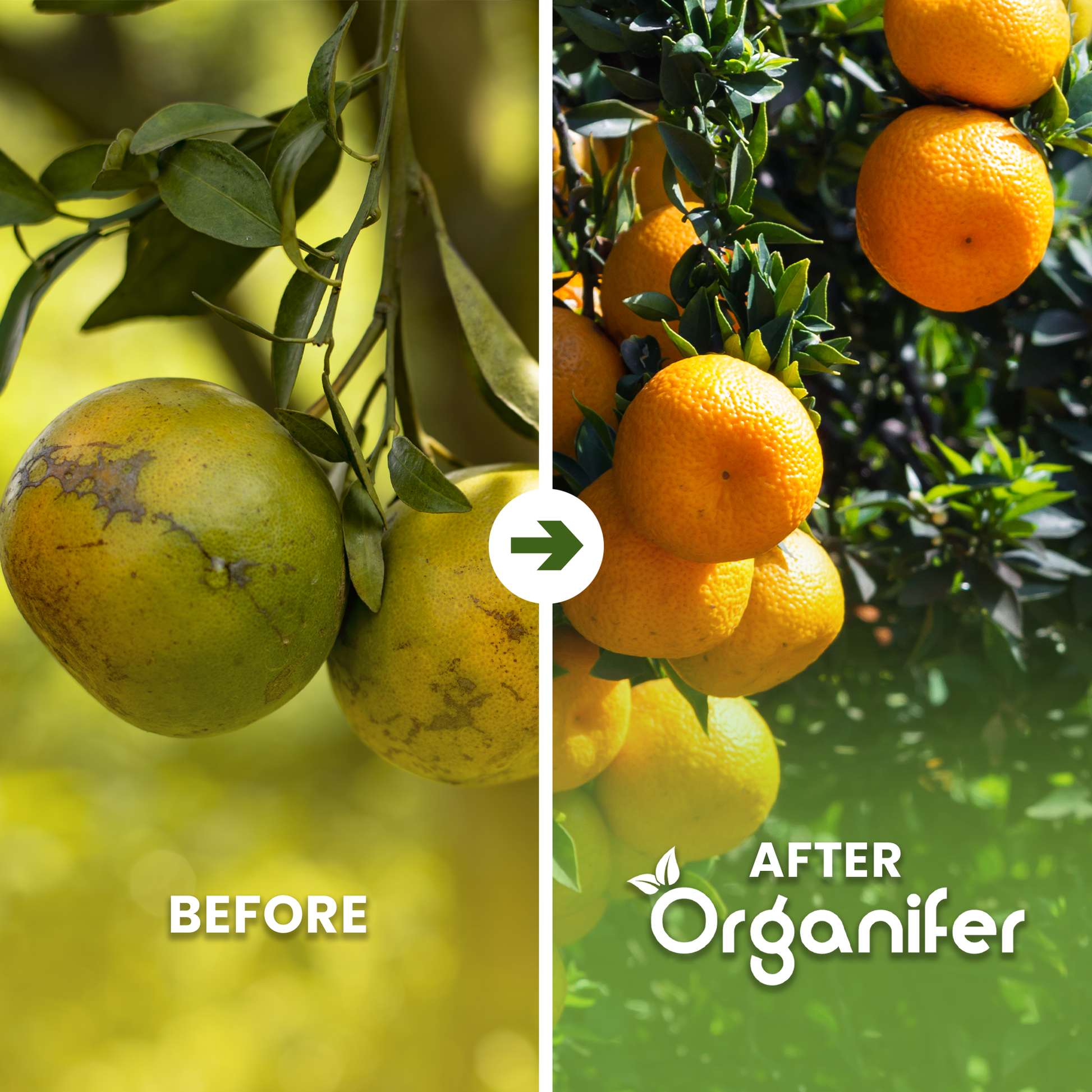 organifer-orange-tree-liquid-fertiliser-before-after