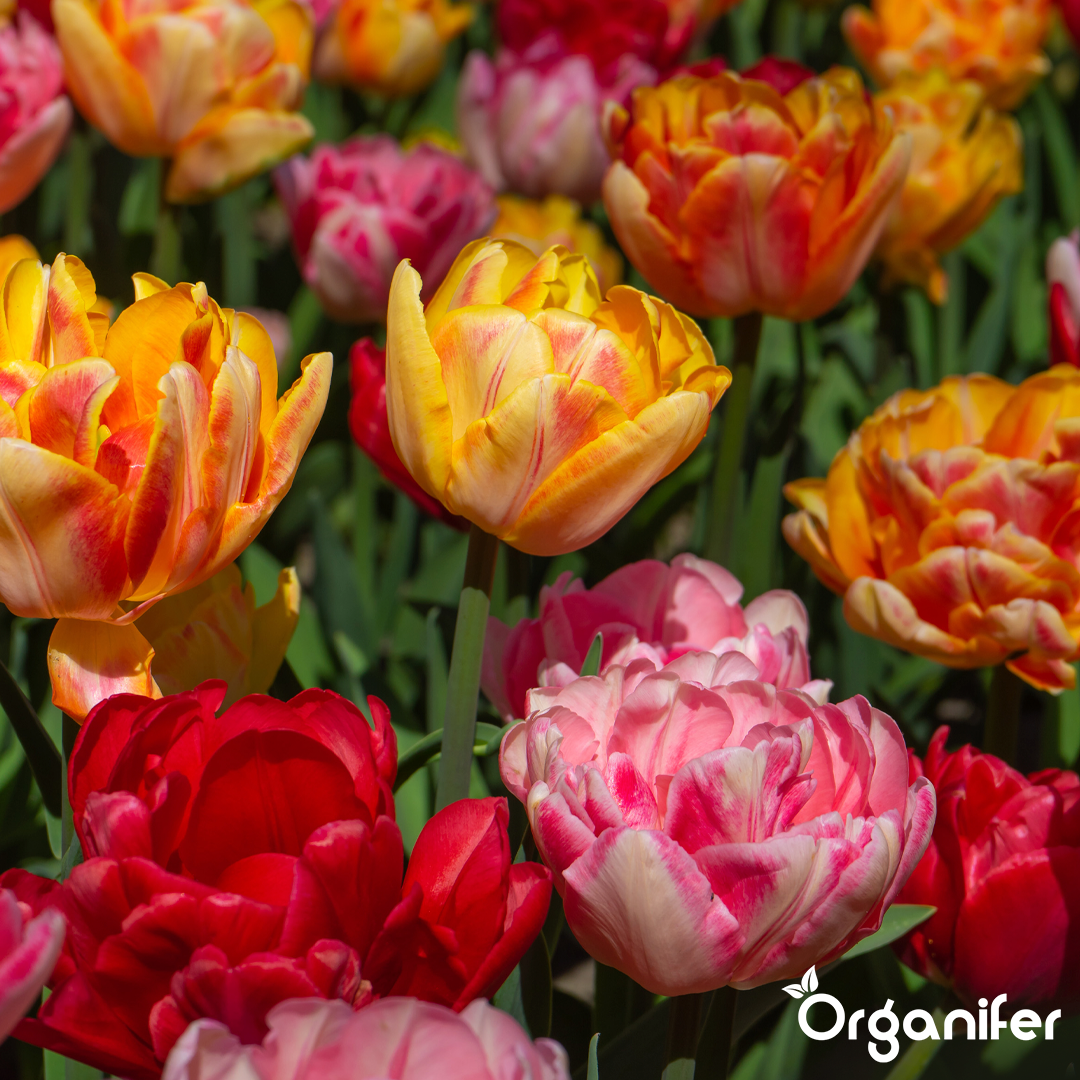 Foxtrot Tulip Bulbs 4